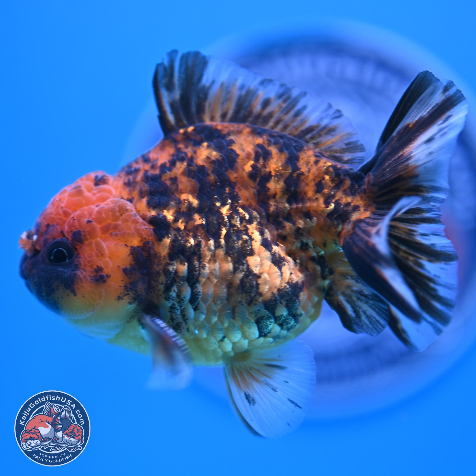 Shogun Tiger YuanBao Oranda 3.5in Body (240802_OR10) - Kaiju Goldfish USA