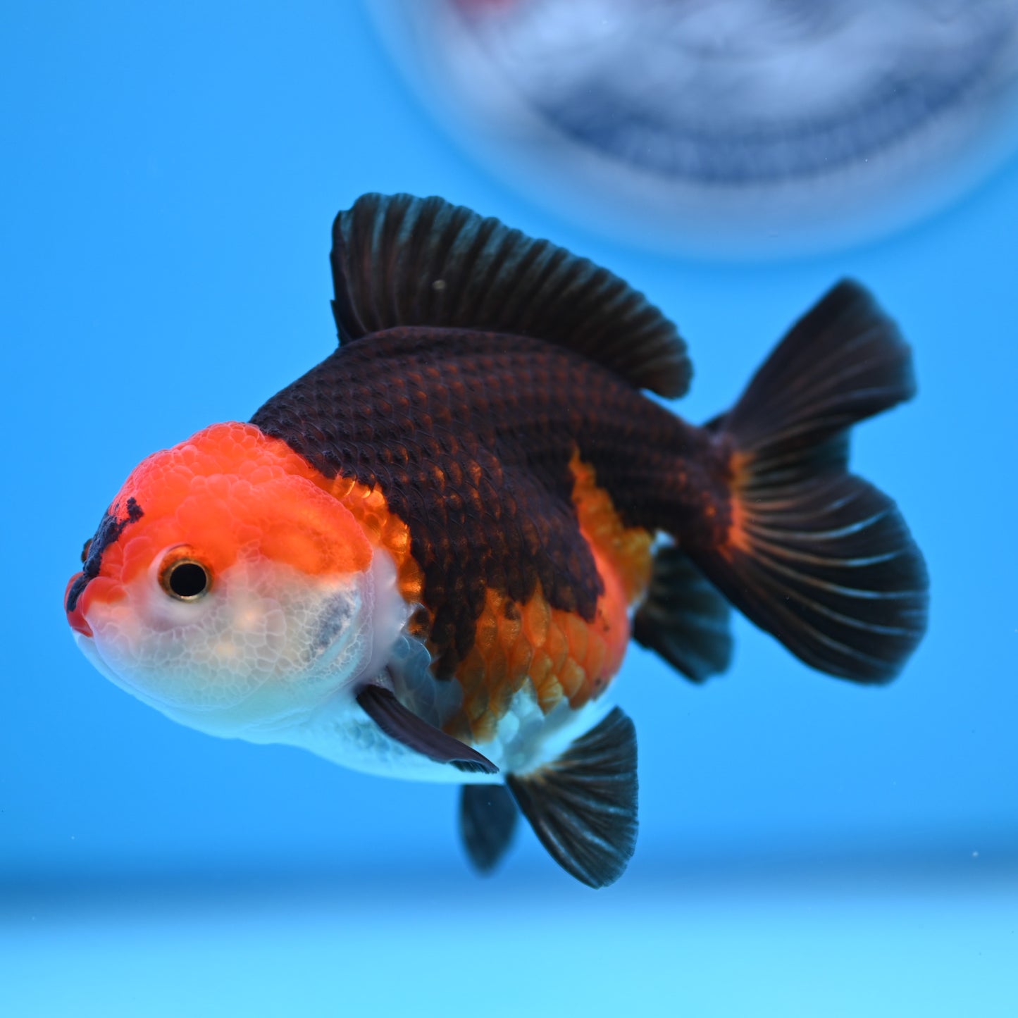 Tricolor Oranda 3.5-4 inches (241011_OR10) - Kaiju Goldfish USA