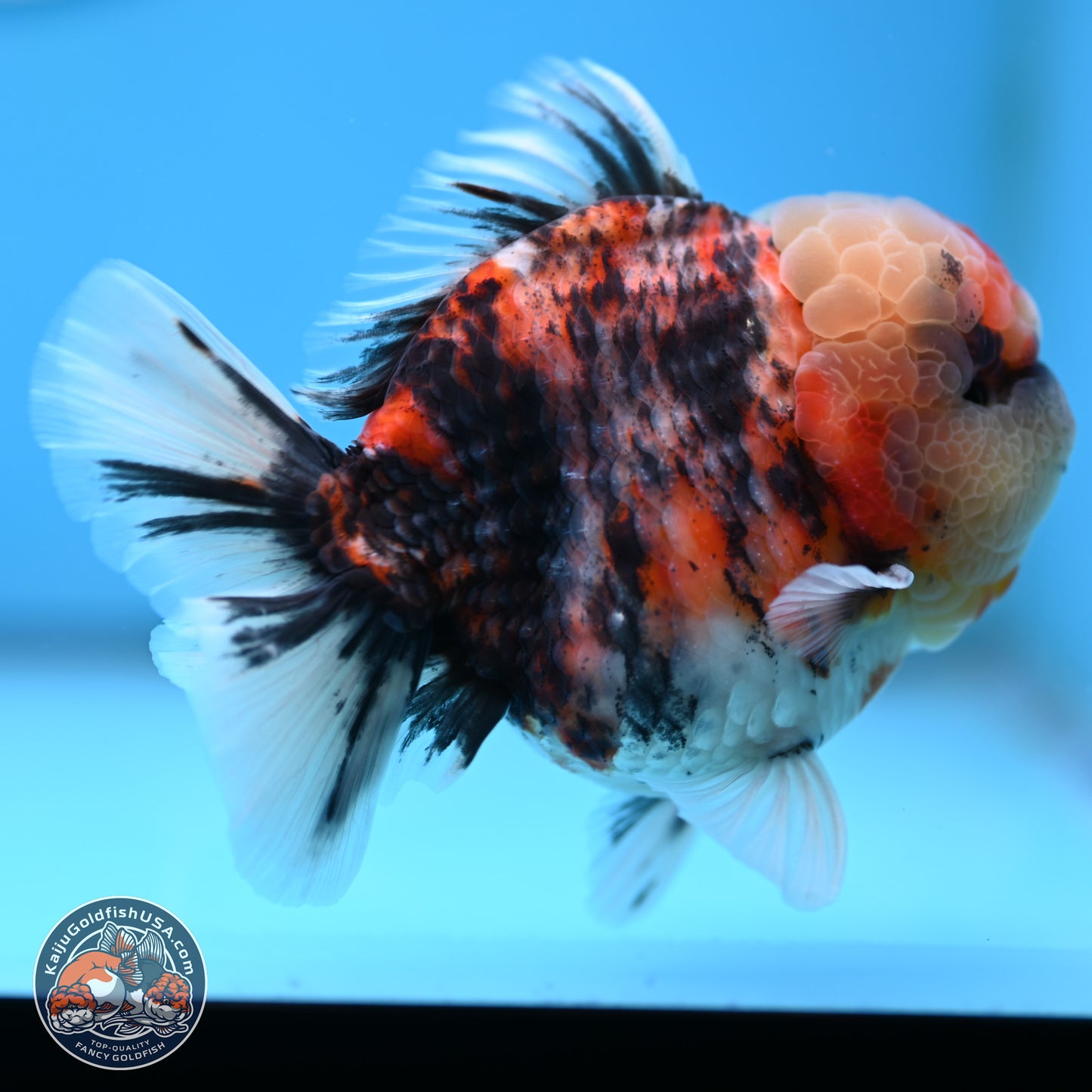 Tricolor Tiger YuanBao Oranda 3.5 inches Body - Male (250314_OR10)