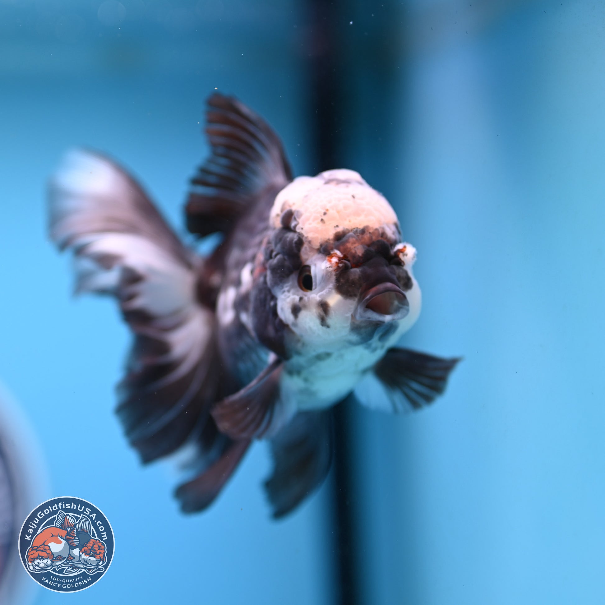 Panda Rose Tail Oranda 4.5 inches - Male (241206_OR10) - Kaiju Goldfish USA