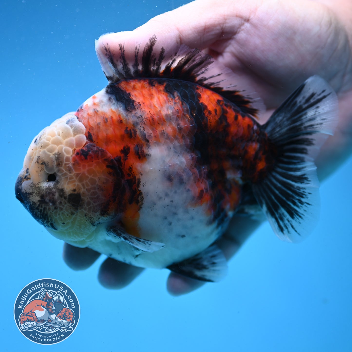 Sakura Tricolor Tiger Oranda 4 inch Body (250919_OR10)