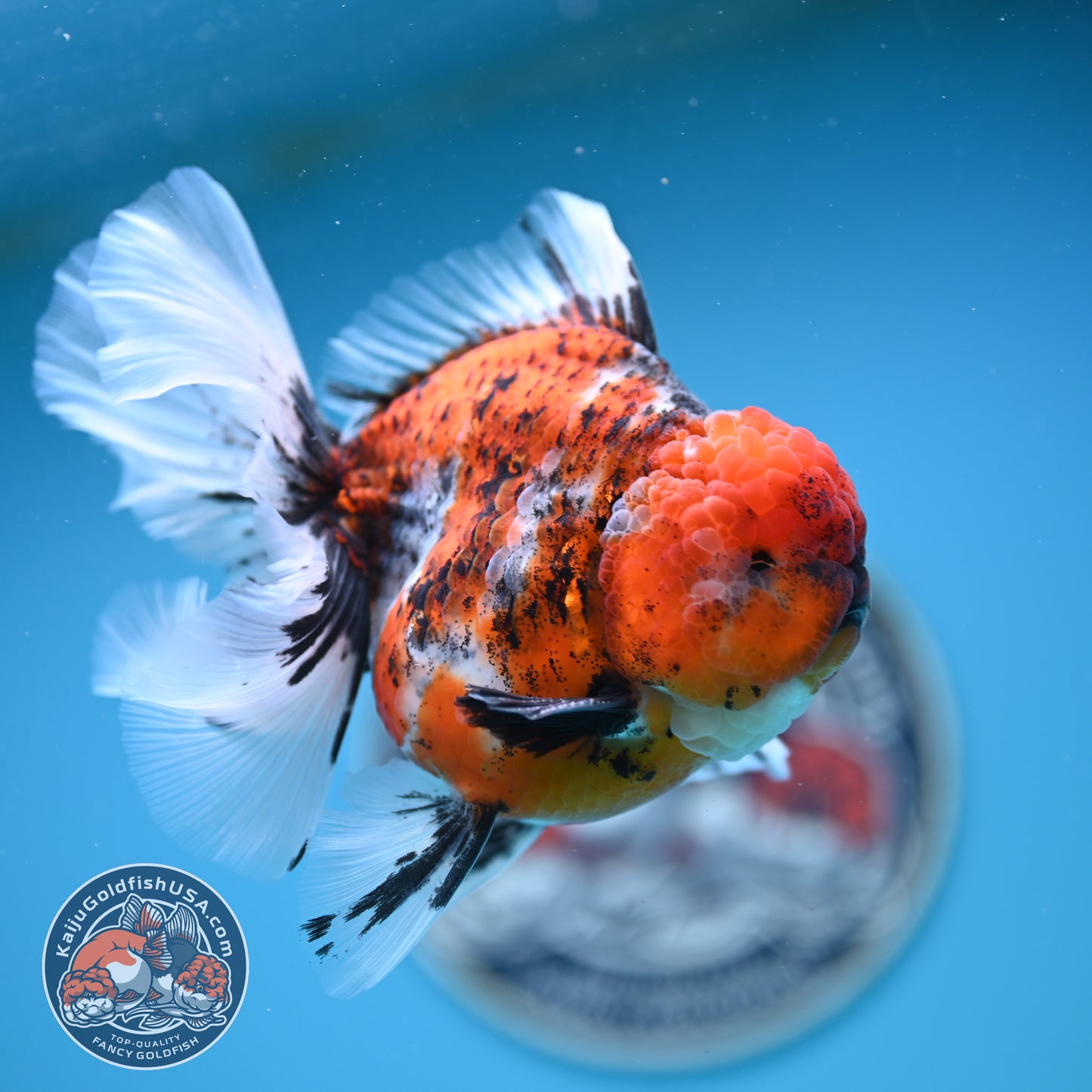 Tricolor Tiger Rose Tail Oranda 4 inches Body (250502_OR10)