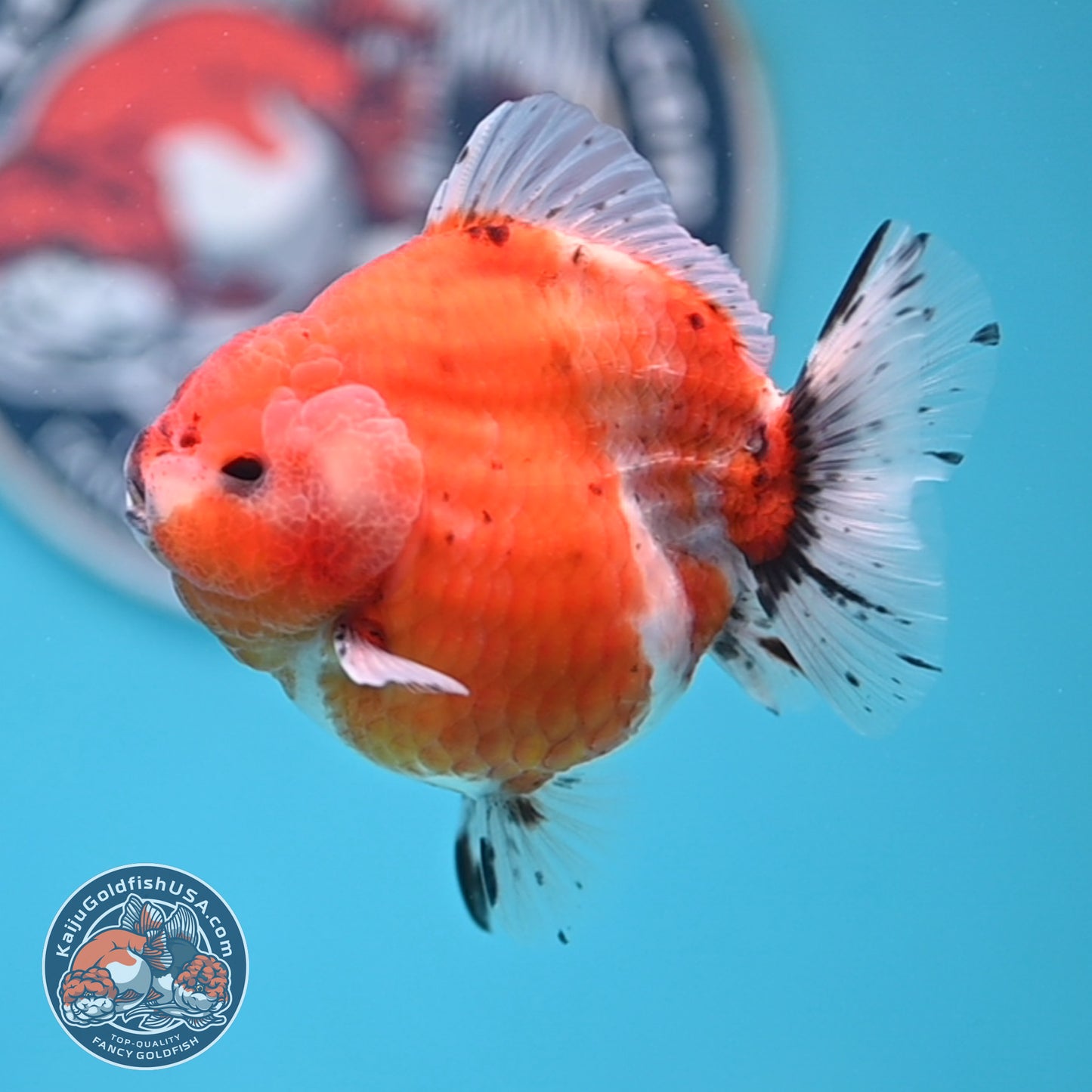 Shogun Tricolor Sakura Oranda 3.5 inches Body (250530_OR10)