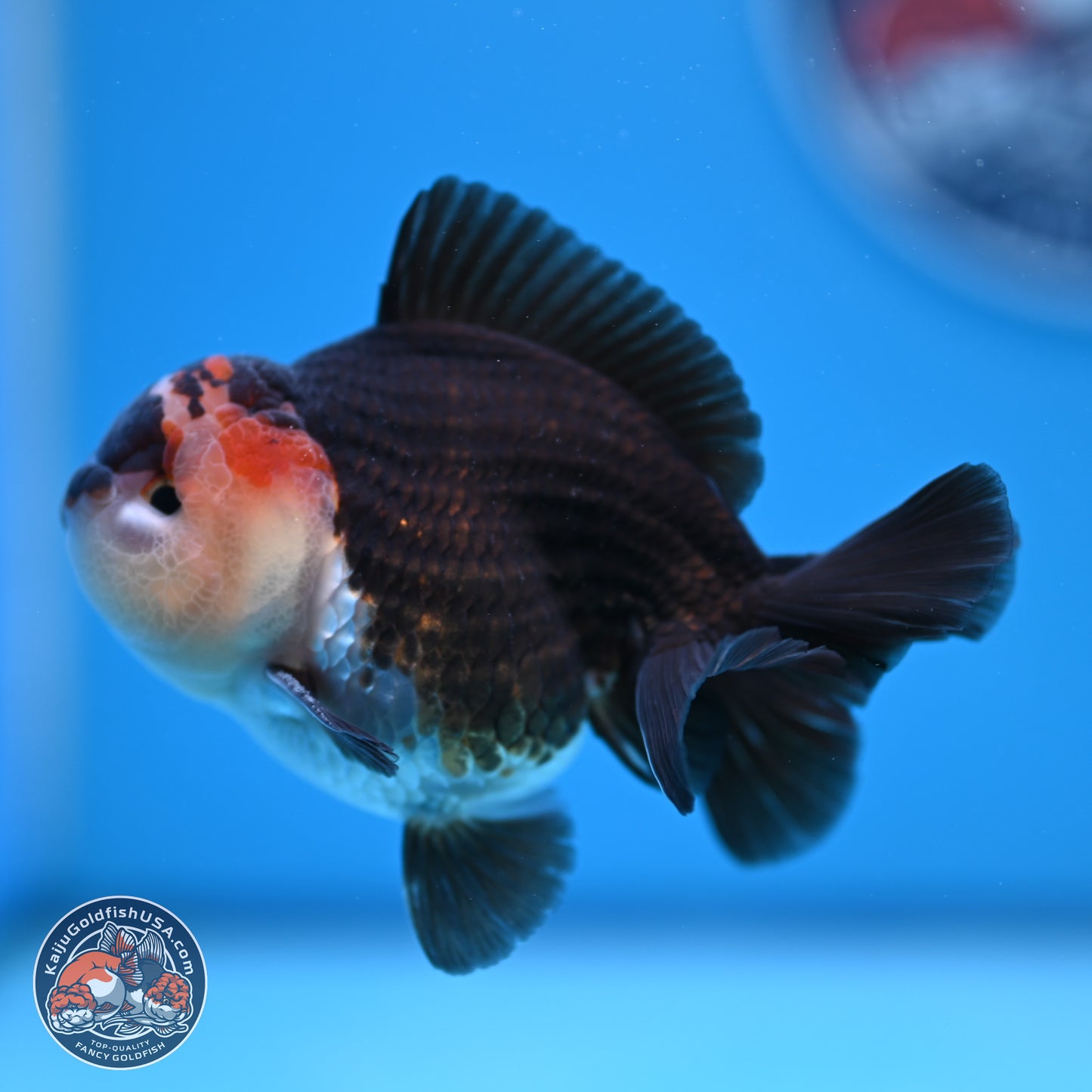 Tricolor Oranda 3.5-4.5 inches (240913_OR10) - Kaiju Goldfish USA