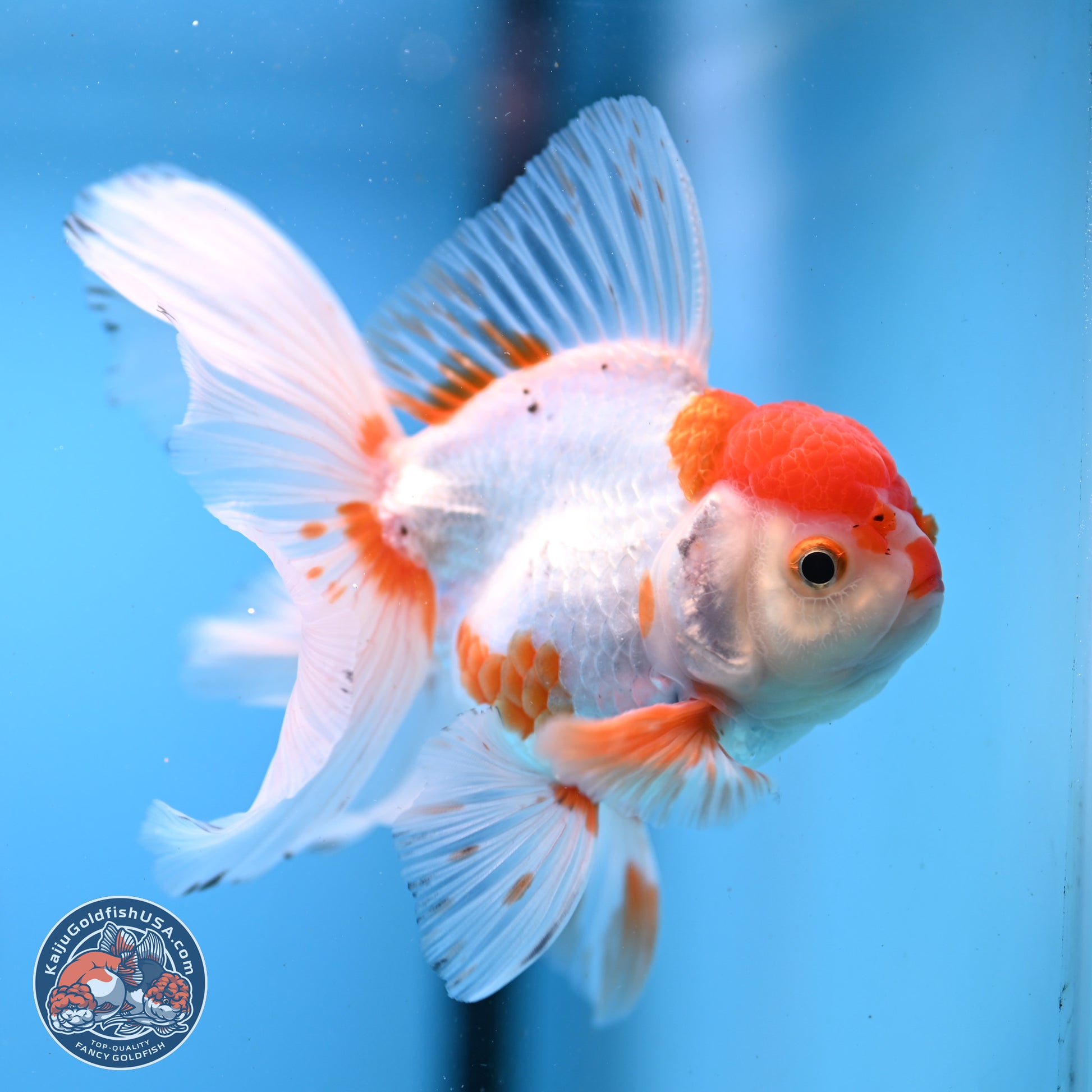 Red White Orchid Tail Oranda 3.25in Body (240830_OR10) - Kaiju Goldfish USA