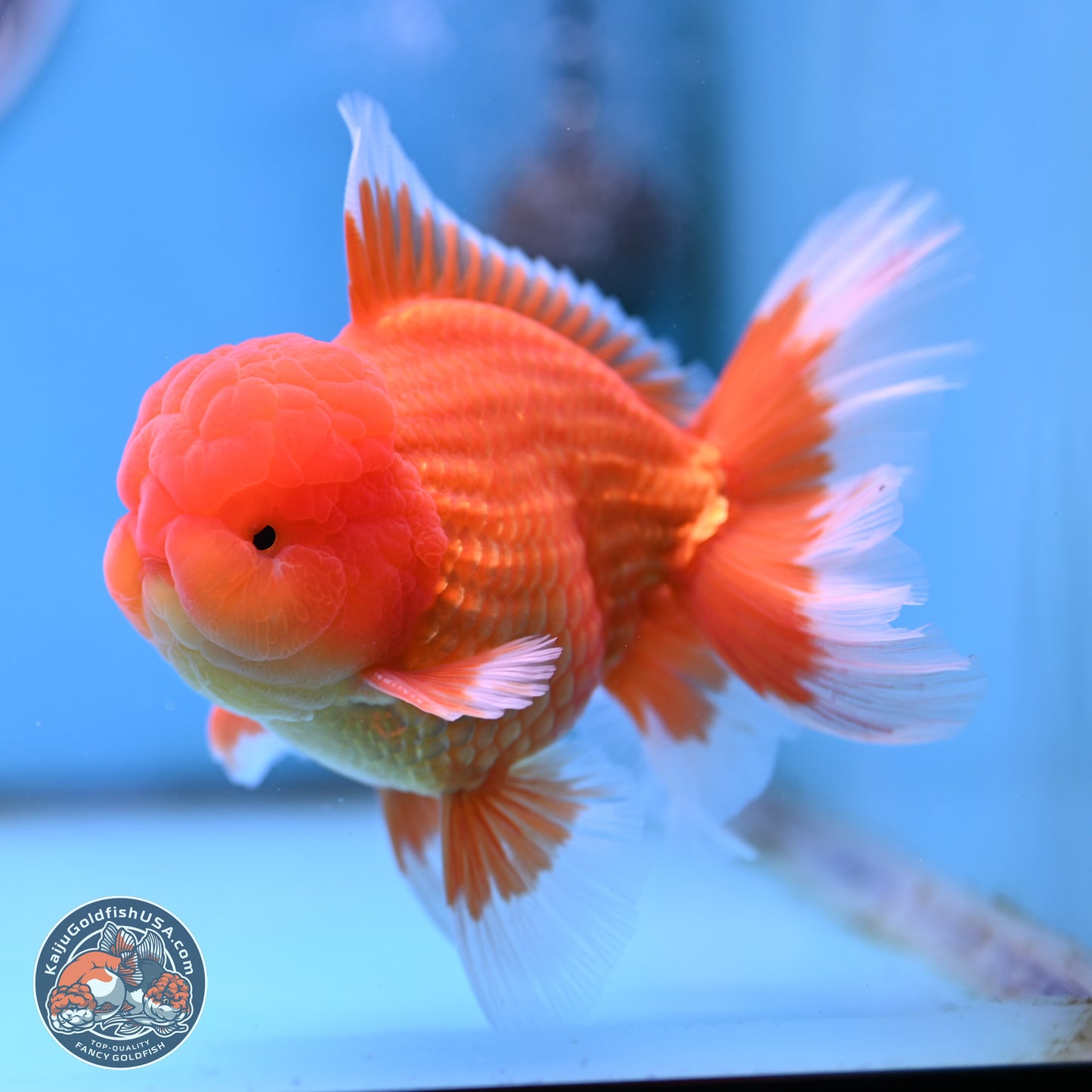 Classic Red Rose Tail Oranda 4 inches Body - Male (250404_OR10)