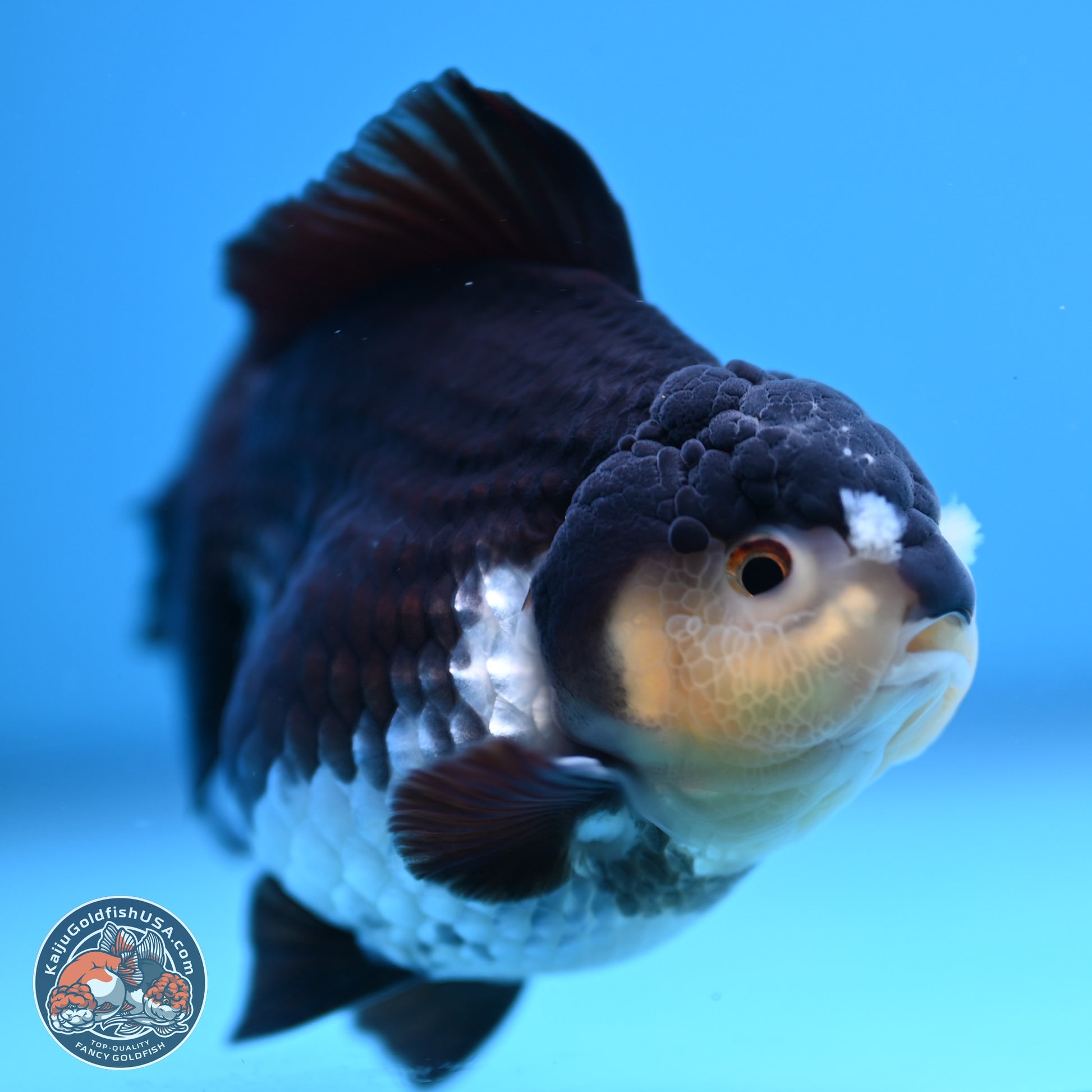 Panda YuanBao Oranda 3.5 inches Body - Male (241227_OR10) - Kaiju Goldfish USA