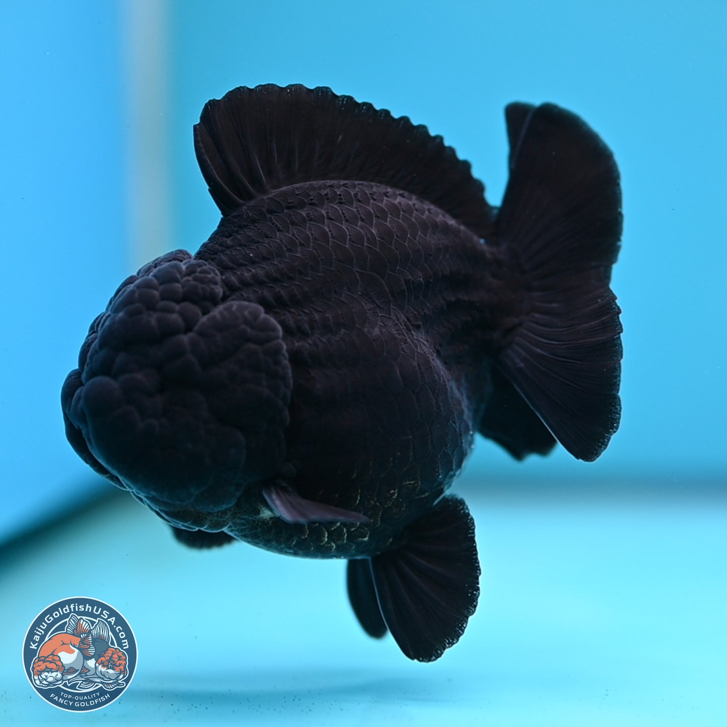 Shogun Jet Black Oranda 3.5 inches Body - Male (250207_OR10)