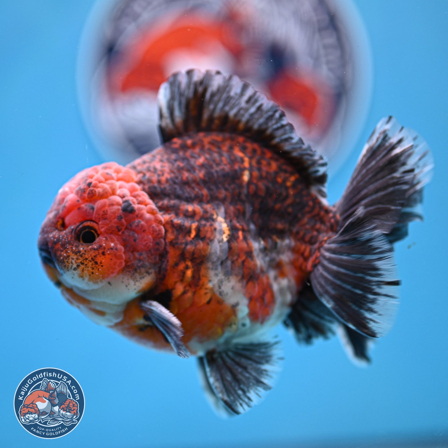 Red Kirin YuanBao Oranda 5 inches - Male (241129_OR10) - Kaiju Goldfish USA