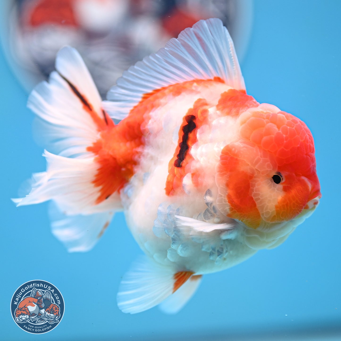 Tricolor Sakura Rose Tail Oranda 3.5 inches Body - Male (250214_OR10)