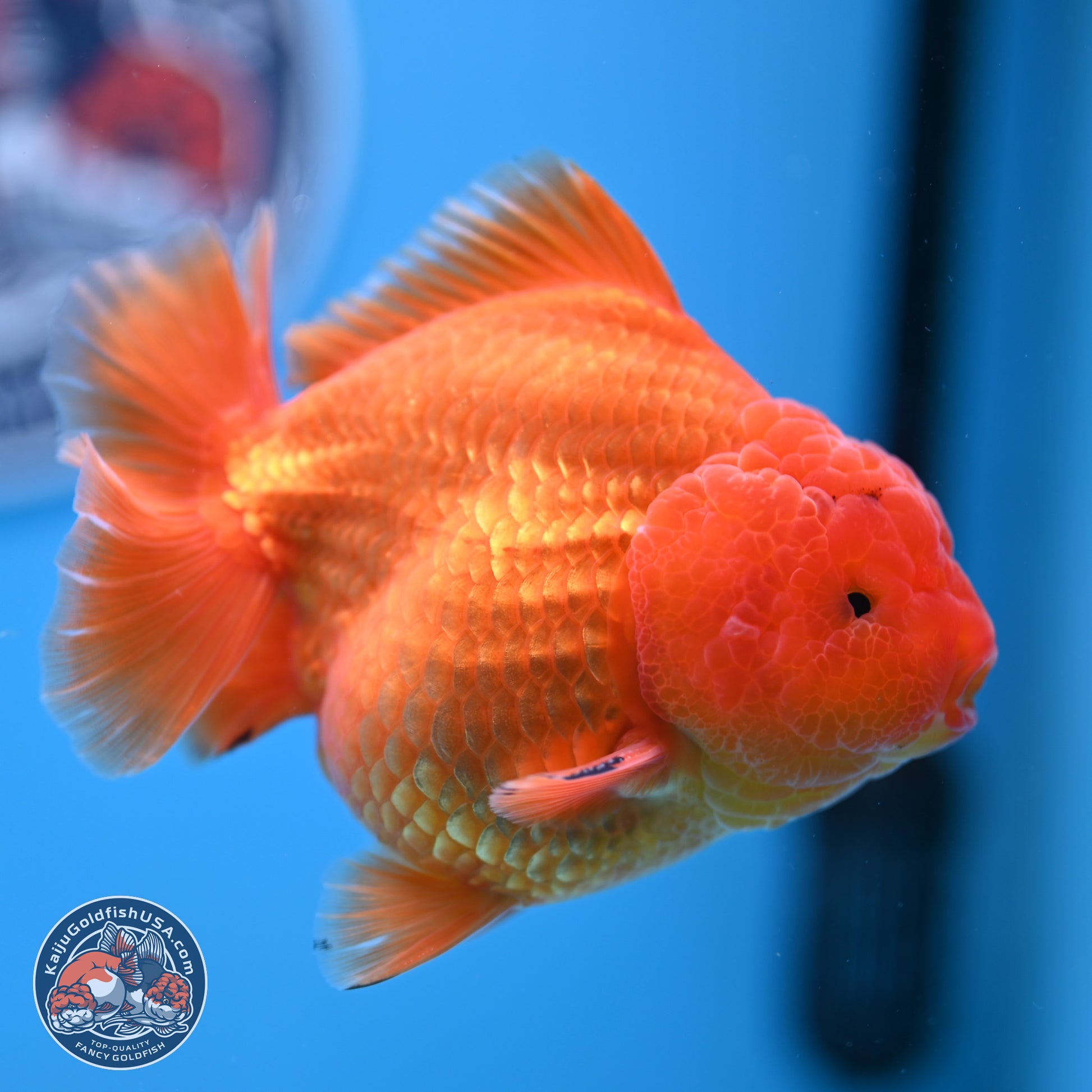 A Grade Shogun Classic Gold Short Tail Oranda 4-4.5 inches (240906_OR10) - Kaiju Goldfish USA