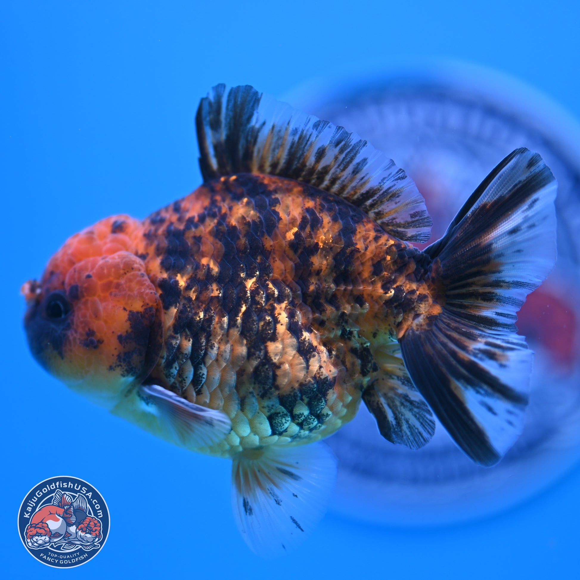 Shogun Tiger YuanBao Oranda 3.5in Body (240802_OR10) - Kaiju Goldfish USA