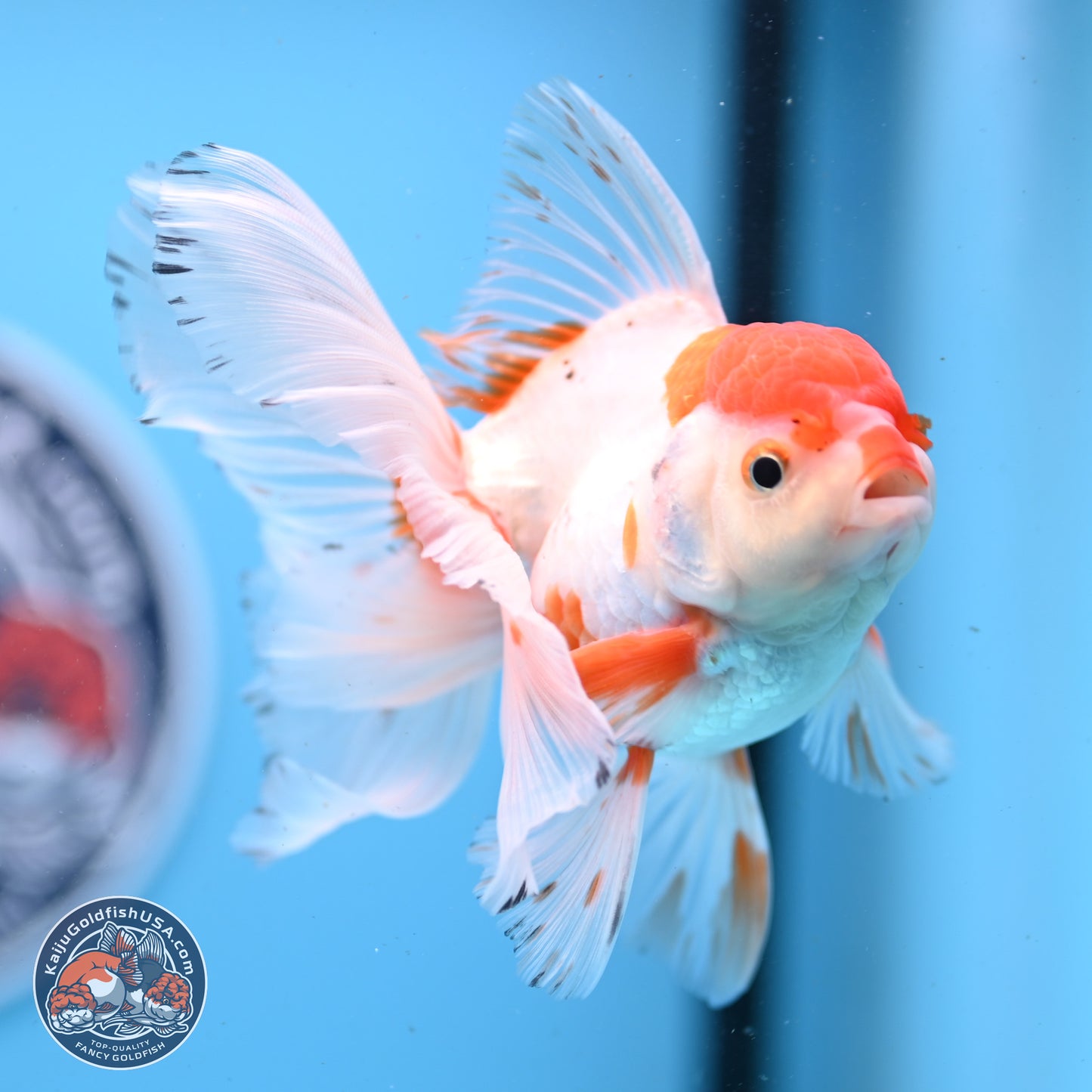 Red White Orchid Tail Oranda 3.25in Body (240830_OR10) - Kaiju Goldfish USA