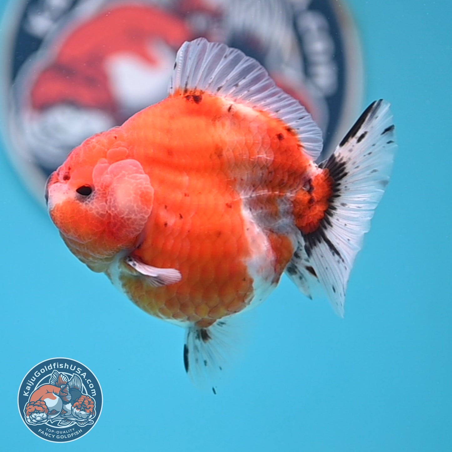 Shogun Tricolor Sakura Oranda 3.5 inches Body (250530_OR10)