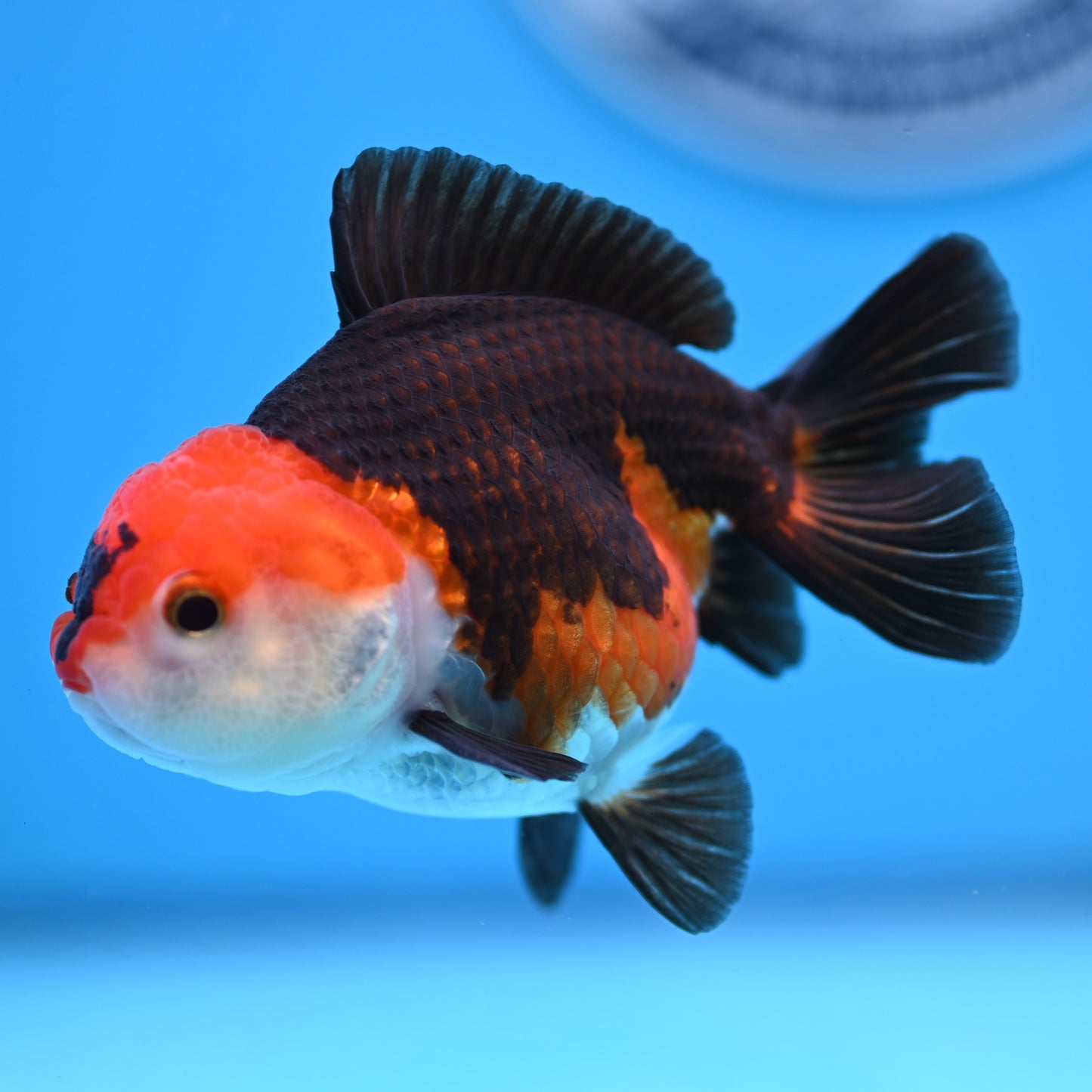 Tricolor Oranda 3.5-4 inches (241011_OR10) - Kaiju Goldfish USA