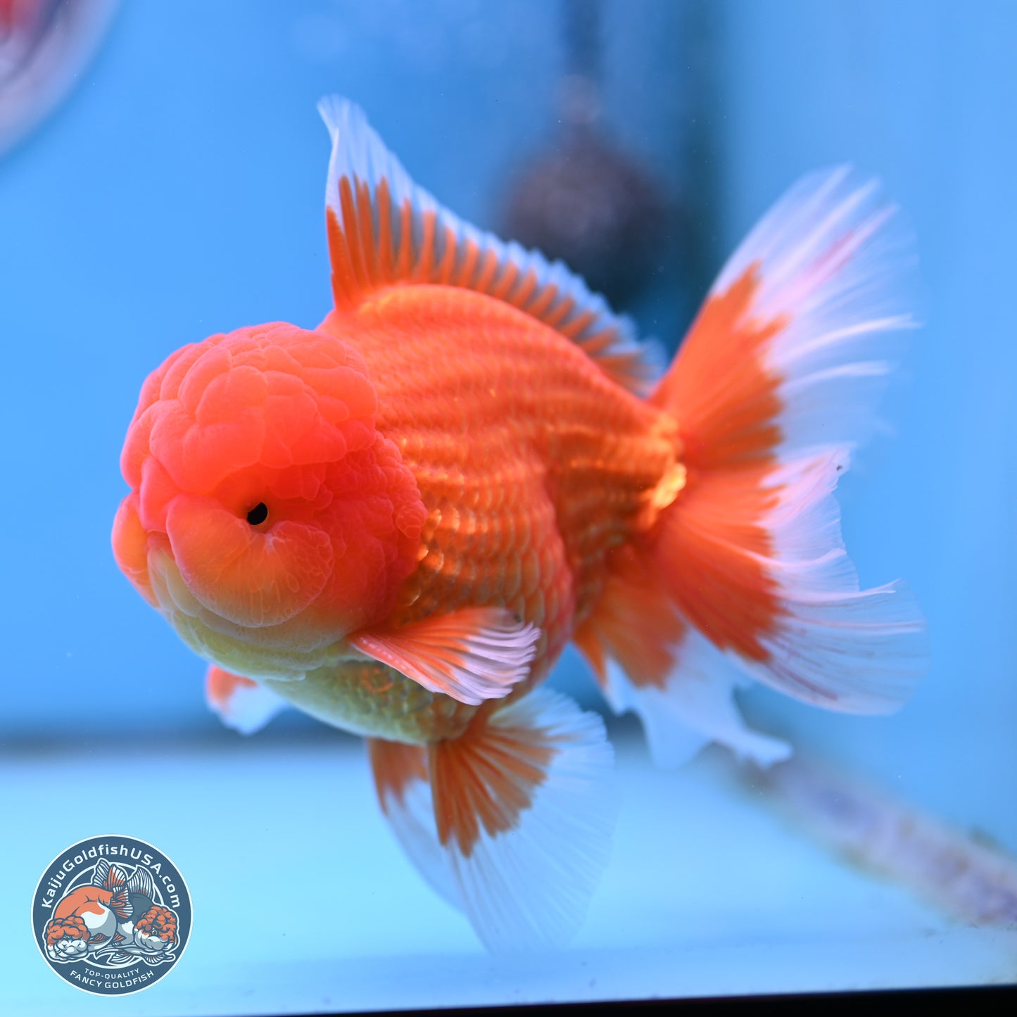 Classic Red Rose Tail Oranda 4 inches Body - Male (250404_OR10)