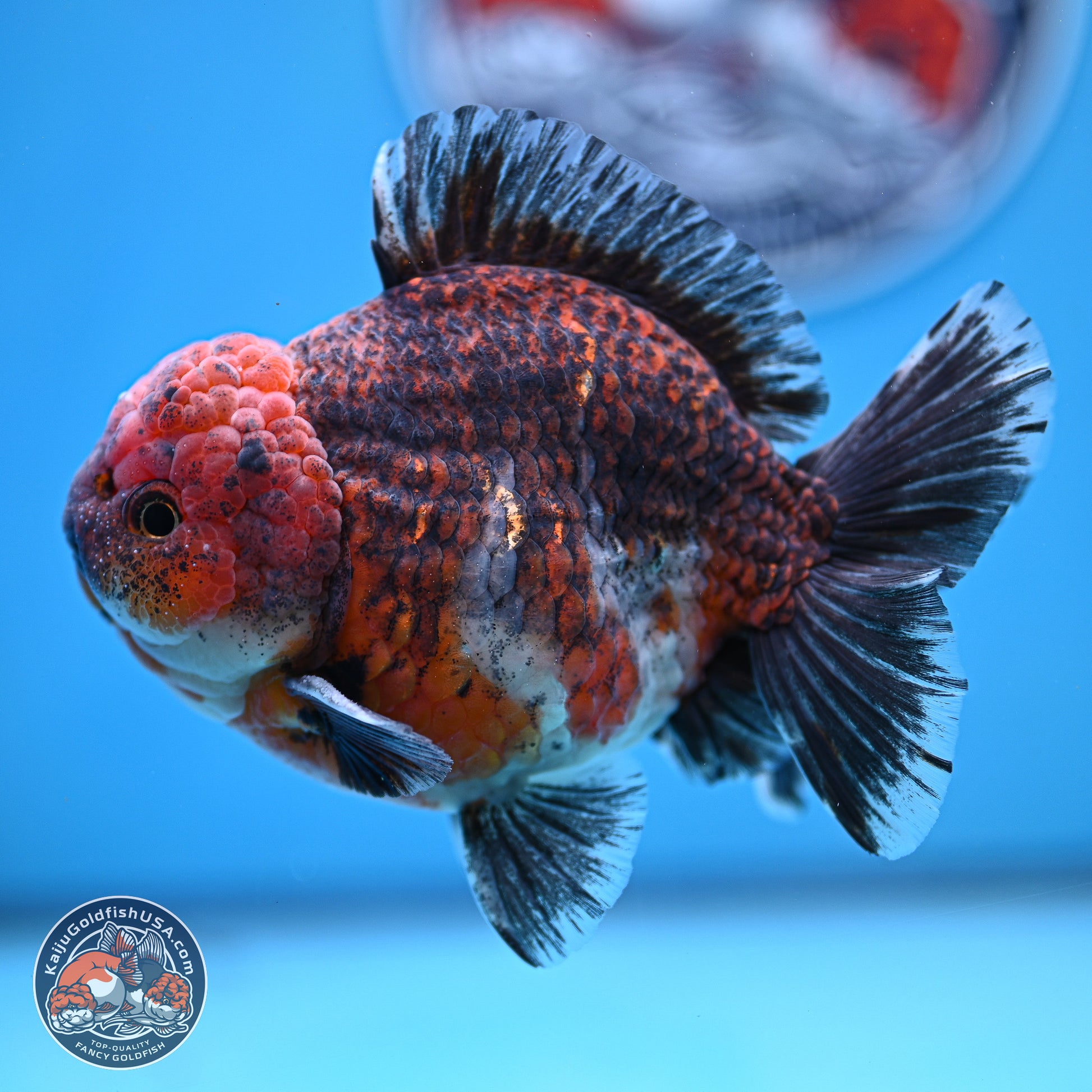 Red Kirin YuanBao Oranda 5 inches - Male (241129_OR10) - Kaiju Goldfish USA