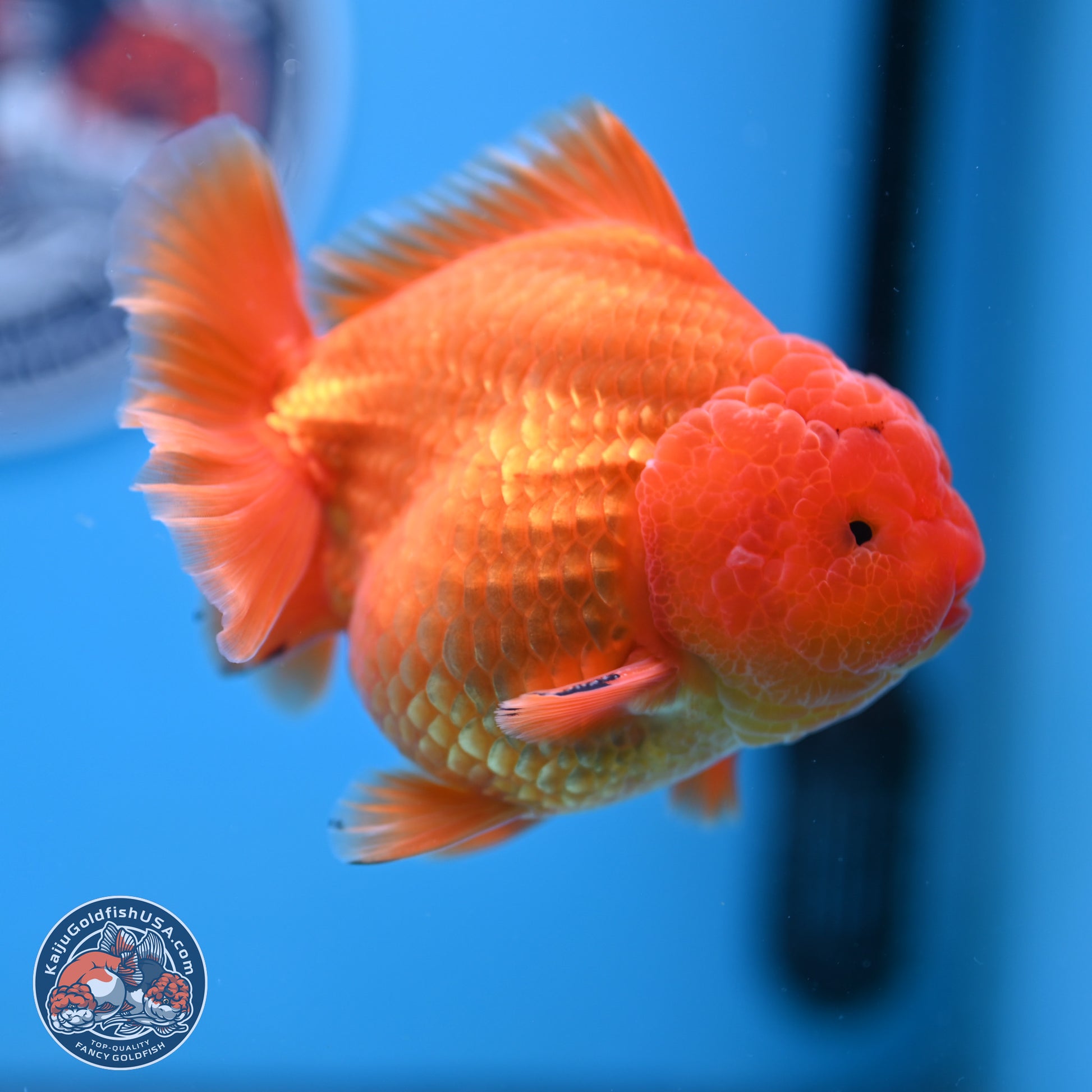 A Grade Shogun Classic Gold Short Tail Oranda 4-4.5 inches (240906_OR10) - Kaiju Goldfish USA