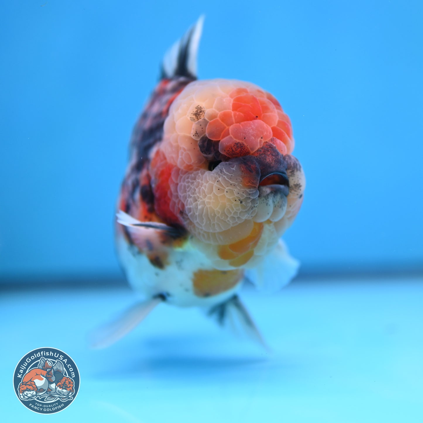 Tricolor Tiger YuanBao Oranda 3.5 inches Body - Male (250314_OR10)