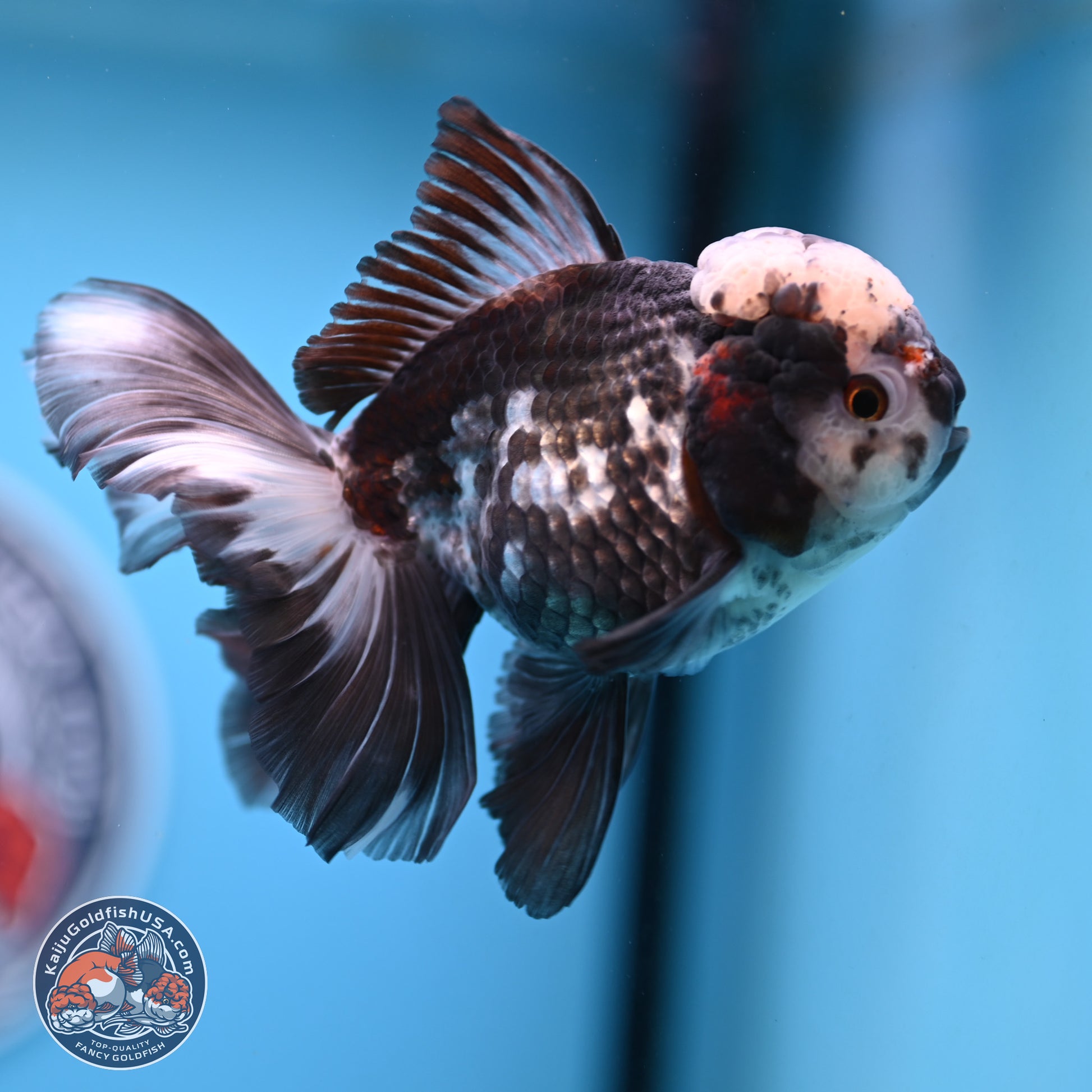 Panda Rose Tail Oranda 4.5 inches - Male (241206_OR10) - Kaiju Goldfish USA