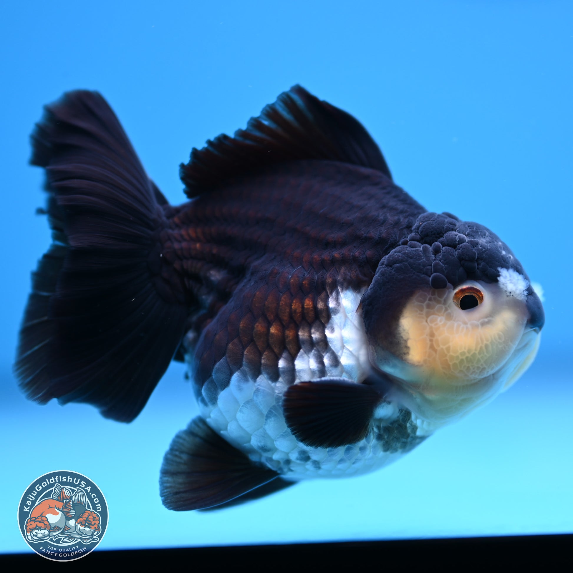 Panda YuanBao Oranda 3.5 inches Body - Male (241227_OR10) - Kaiju Goldfish USA