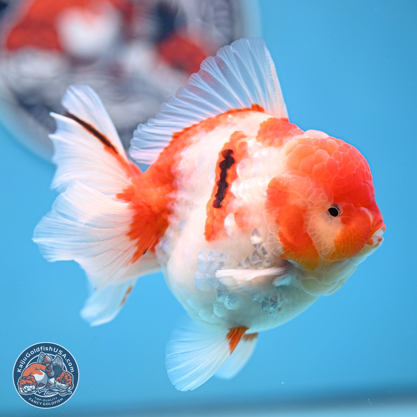 Tricolor Sakura Rose Tail Oranda 3.5 inches Body - Male (250214_OR10)