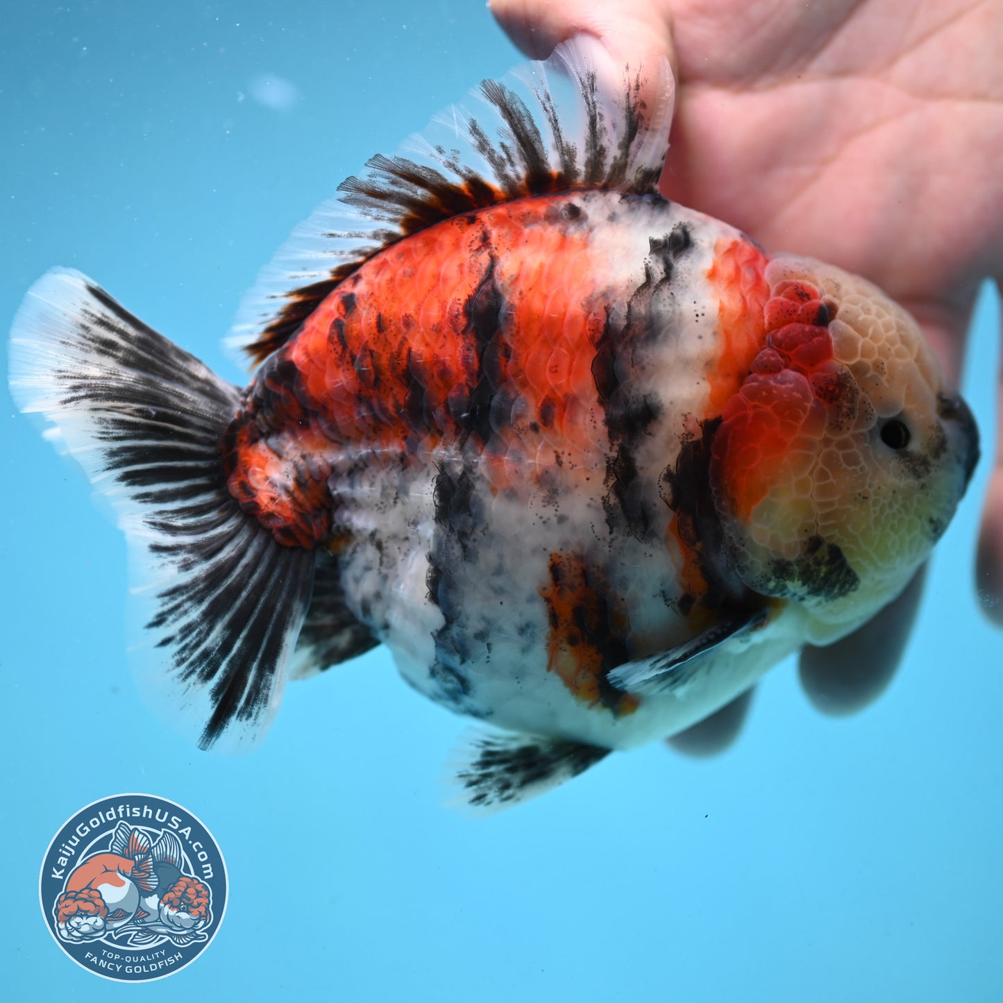 Sakura Tricolor Tiger Oranda 4 inch Body (250919_OR10)