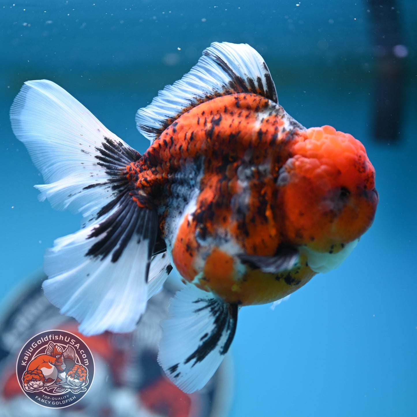 Tricolor Tiger Rose Tail Oranda 4 inches Body (250502_OR10)