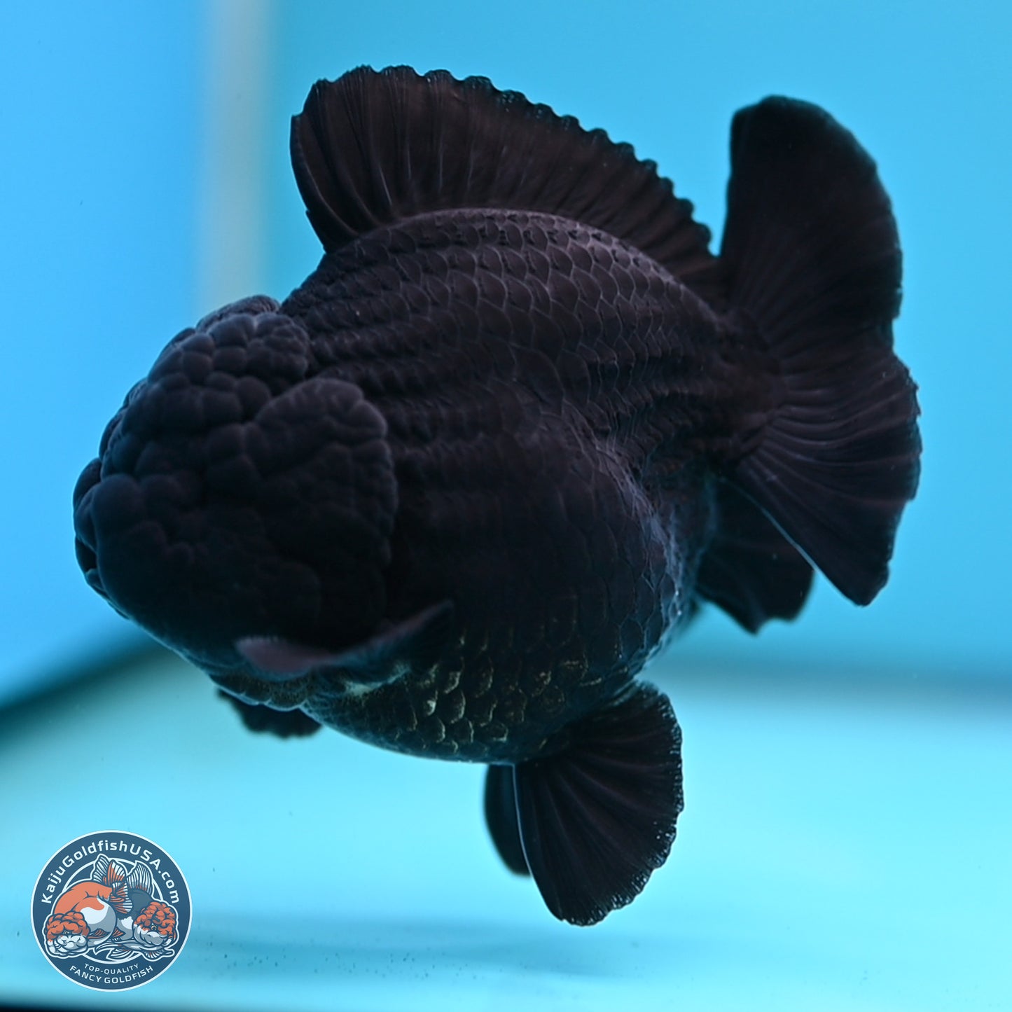 Shogun Jet Black Oranda 3.5 inches Body - Male (250207_OR10)