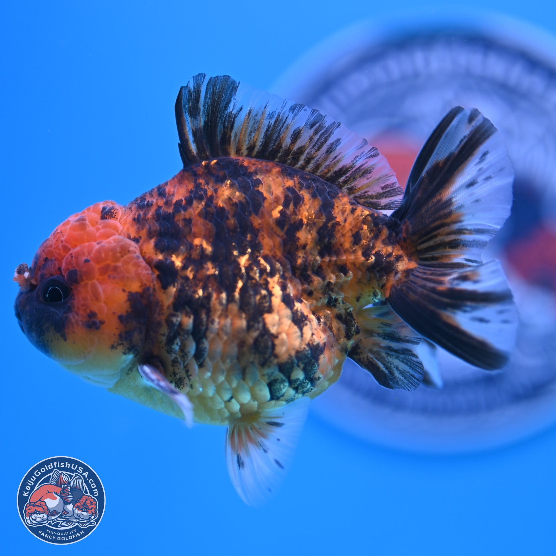 Shogun Tiger YuanBao Oranda 3.5in Body (240802_OR10) - Kaiju Goldfish USA