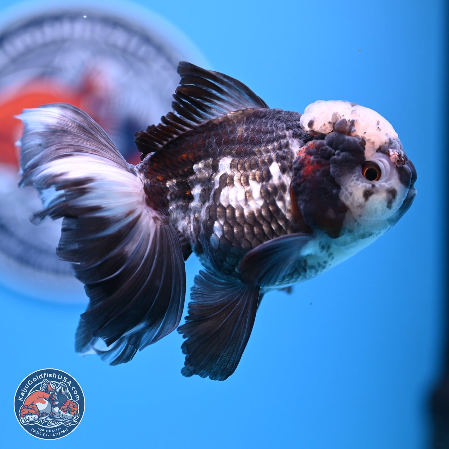 Panda Rose Tail Oranda 4.5 inches - Male (241206_OR10) - Kaiju Goldfish USA