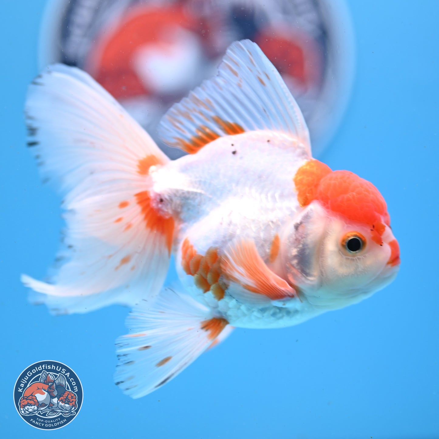 Red White Orchid Tail Oranda 3.25in Body (240830_OR10) - Kaiju Goldfish USA