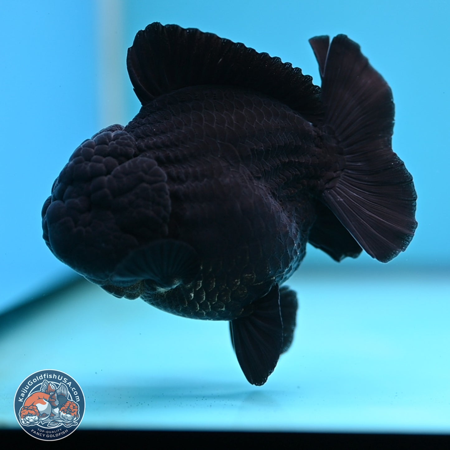 Shogun Jet Black Oranda 3.5 inches Body - Male (250207_OR10)