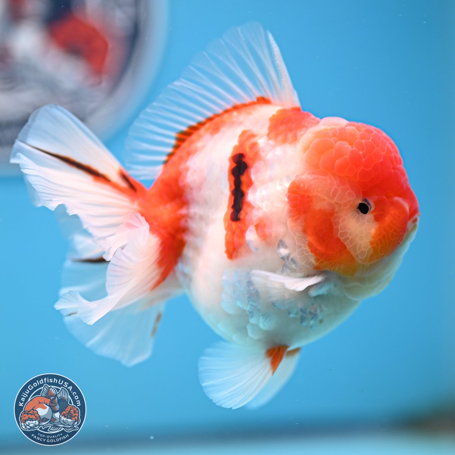 Tricolor Sakura Rose Tail Oranda 3.5 inches Body - Male (250214_OR10)