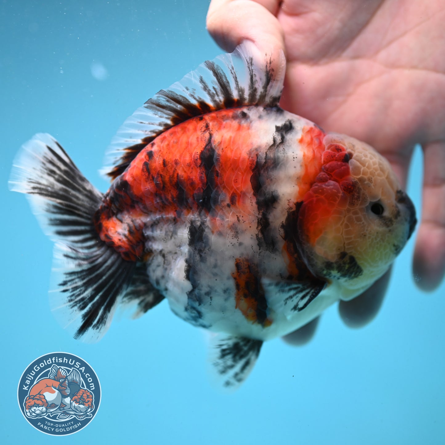 Sakura Tricolor Tiger Oranda 4 inch Body (250919_OR10)