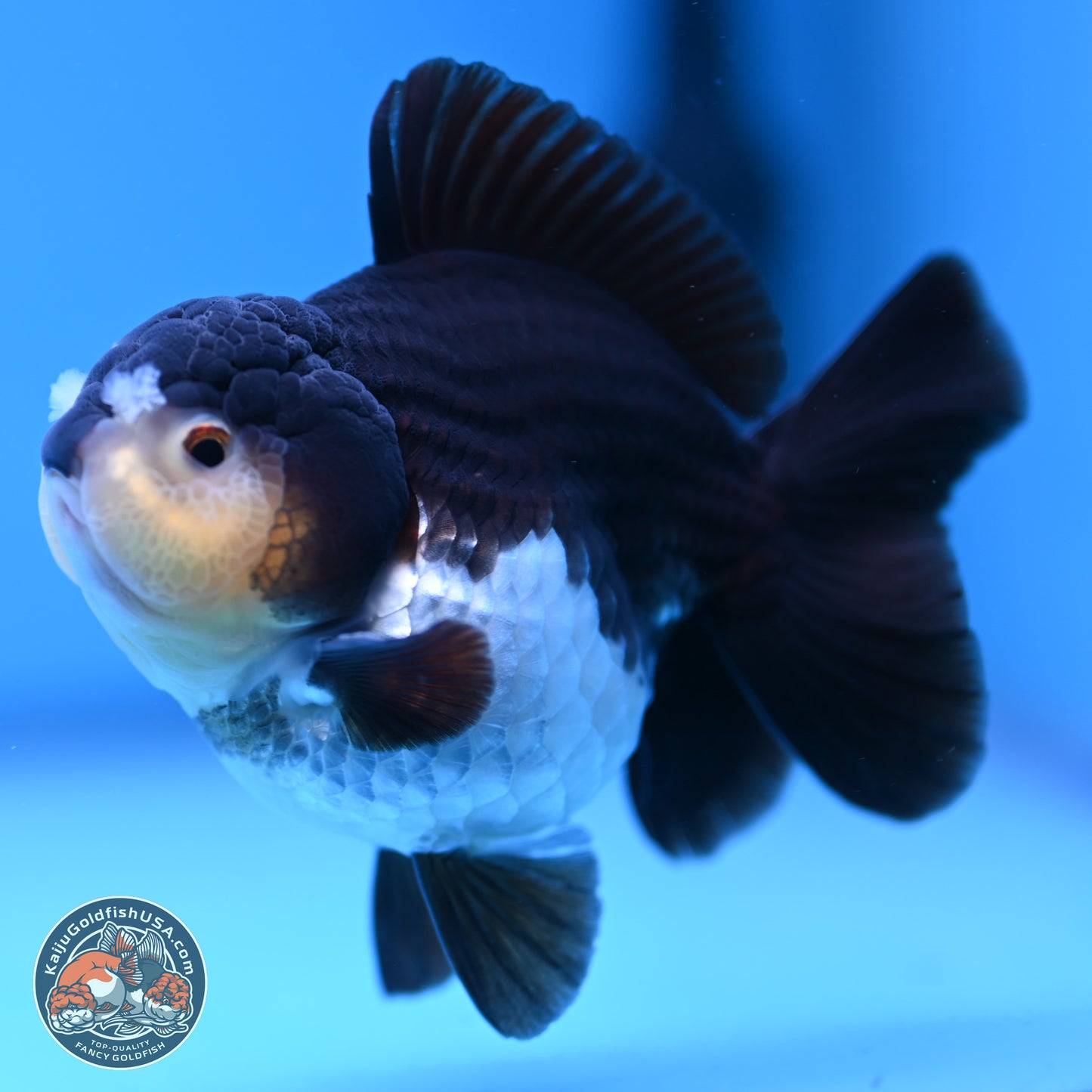 Panda YuanBao Oranda 3.5 inches Body - Male (241227_OR10) - Kaiju Goldfish USA