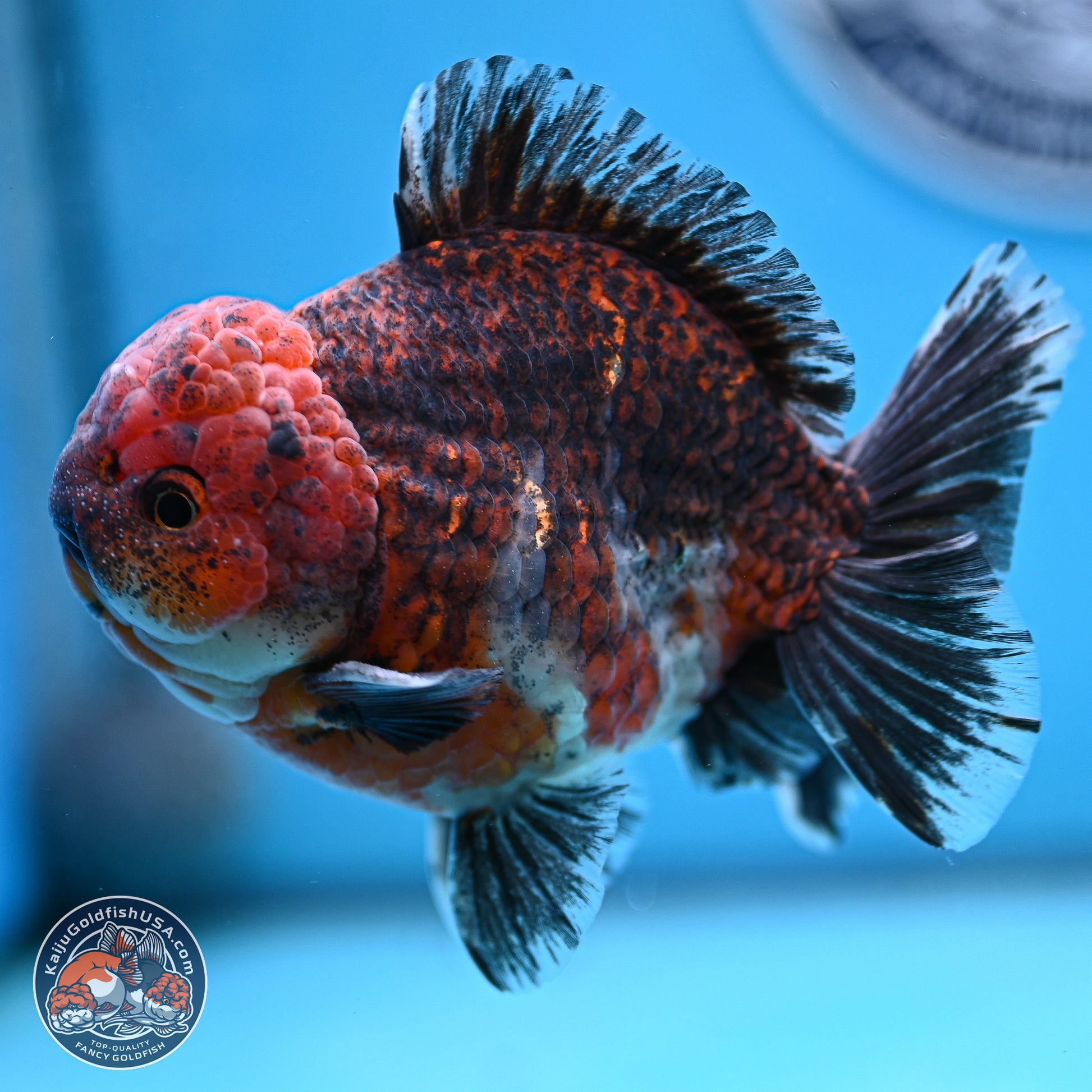 Red Kirin YuanBao Oranda 5 inches - Male (241129_OR10) - Kaiju Goldfish USA