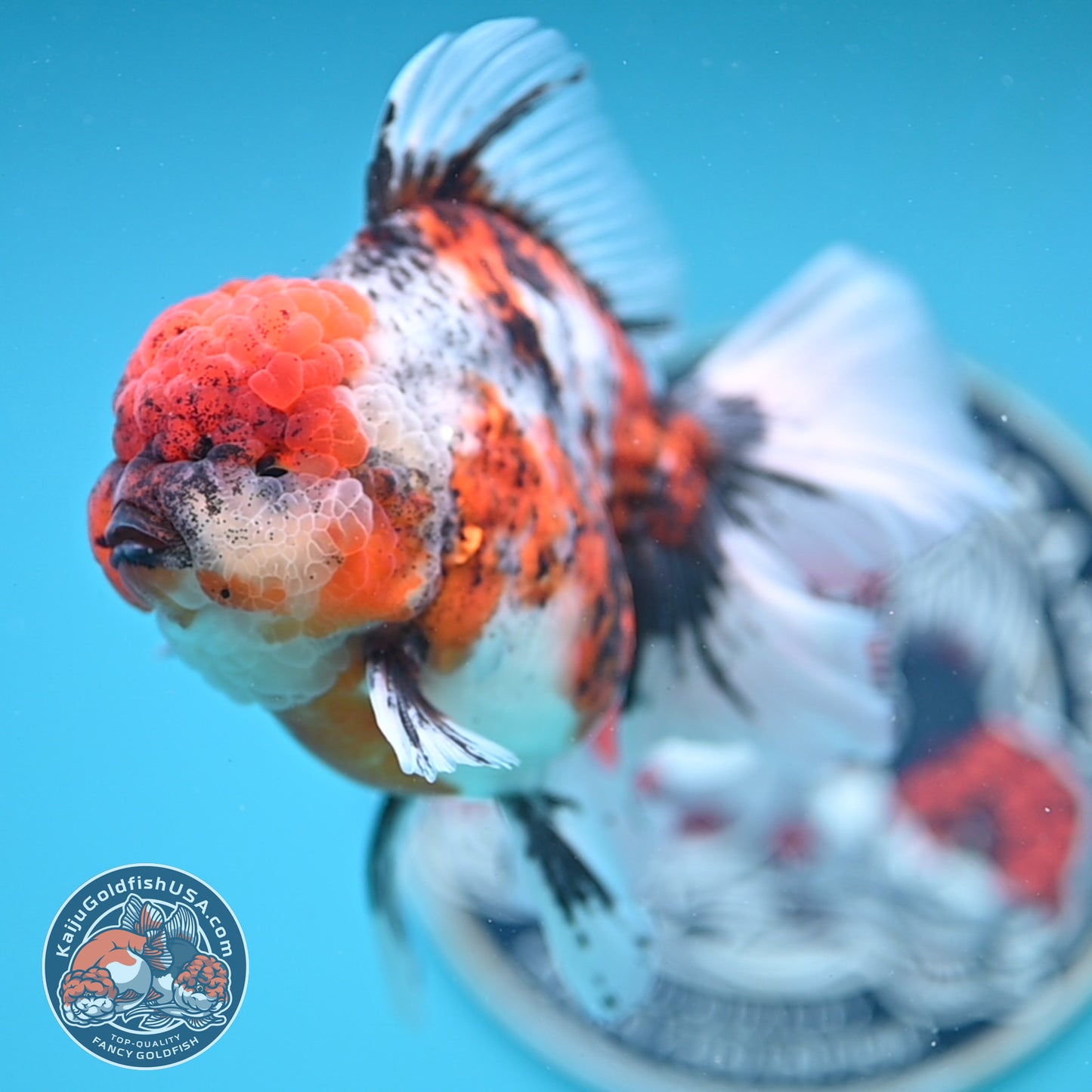Tricolor Tiger Rose Tail Oranda 4 inches Body (250502_OR10)