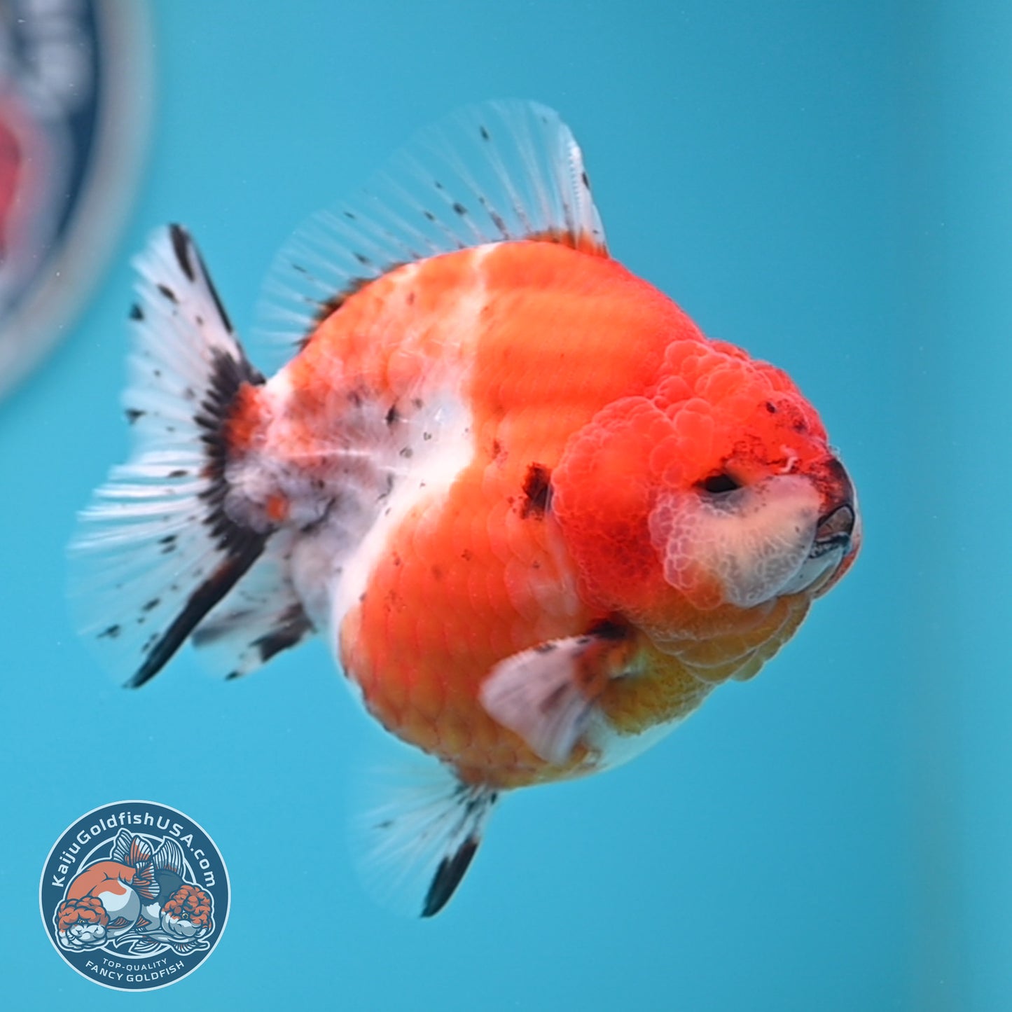 Shogun Tricolor Sakura Oranda 3.5 inches Body (250530_OR10)
