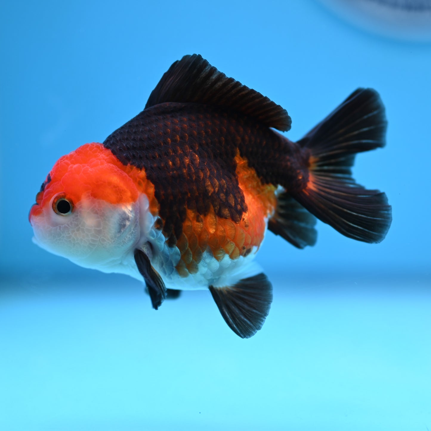 Tricolor Oranda 3.5-4 inches (241011_OR10) - Kaiju Goldfish USA