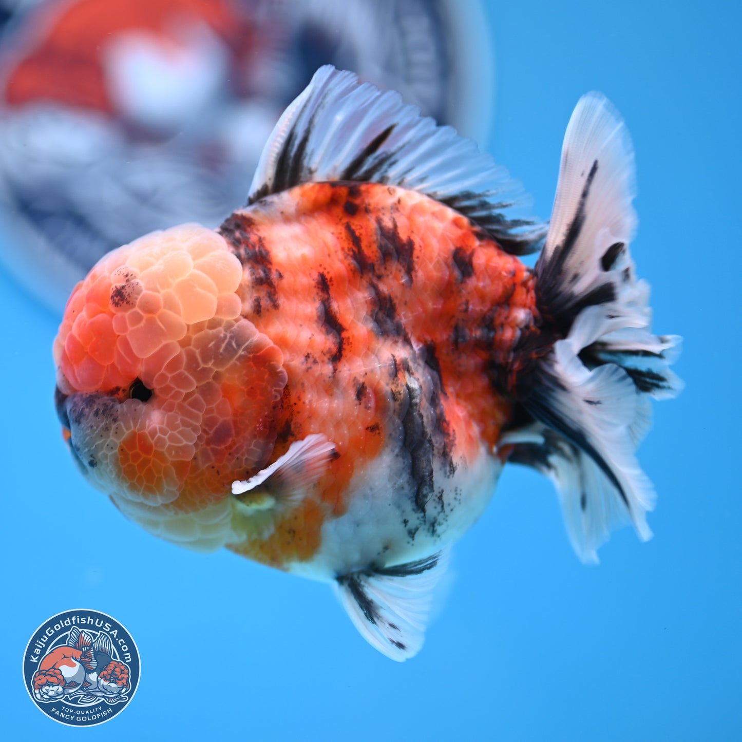 Tricolor Tiger YuanBao Oranda 3.5 inches Body - Male (250314_OR10)