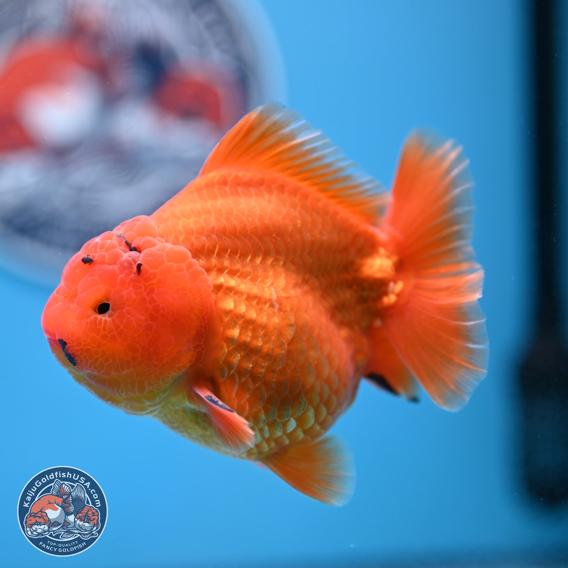 A Grade Shogun Classic Gold Short Tail Oranda 4-4.5 inches (240906_OR10) - Kaiju Goldfish USA