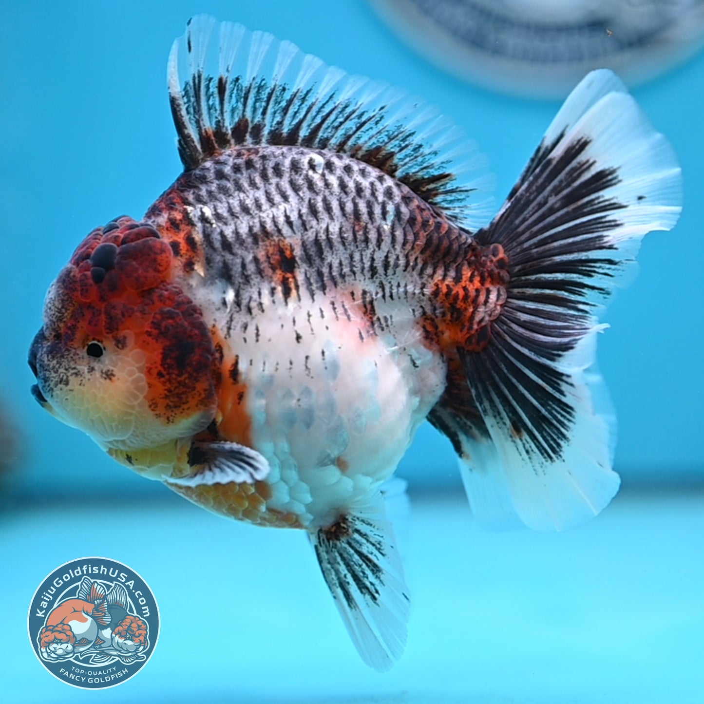 Grey Kirin Rose Tail Oranda 4 inches Body (250516_OR10)