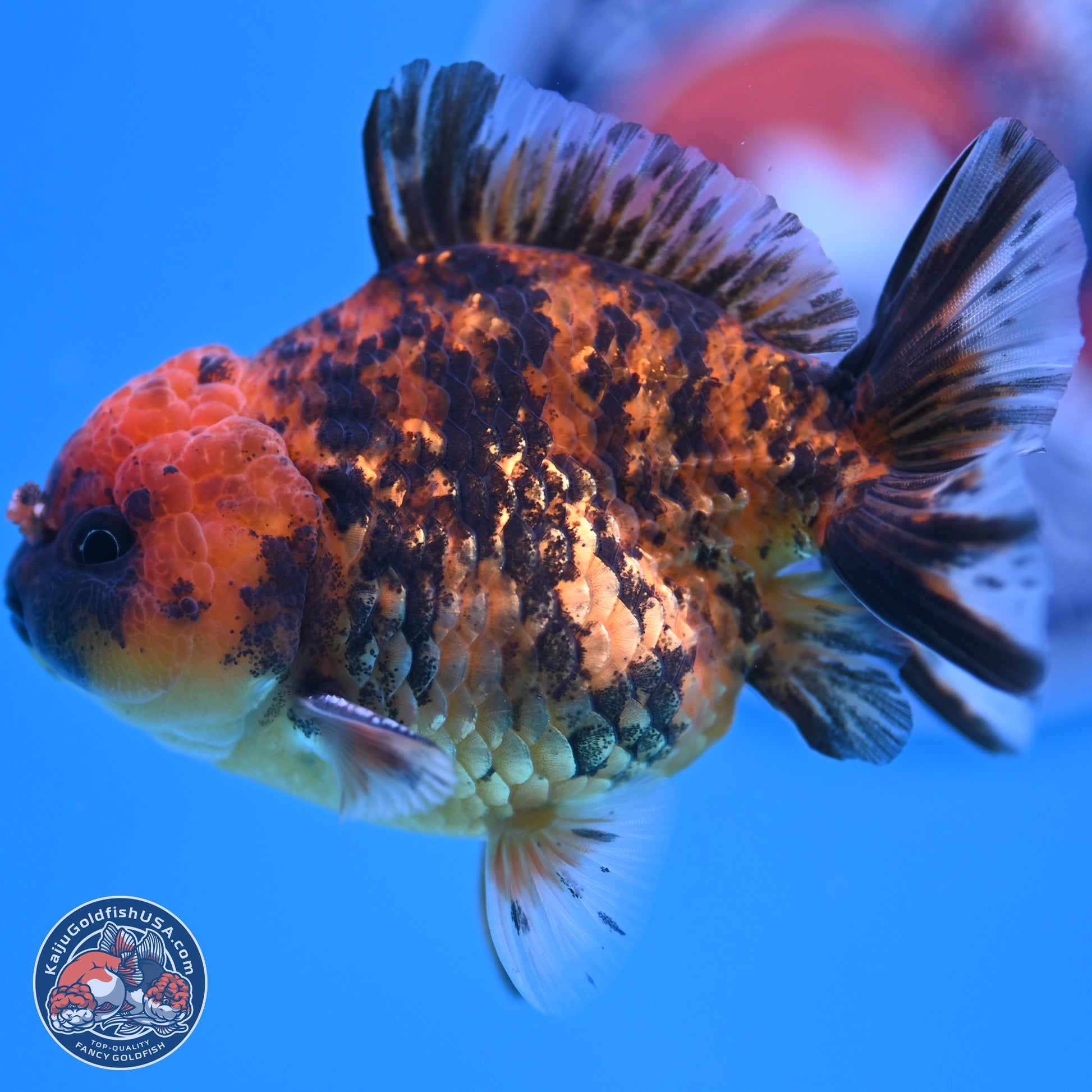 Shogun Tiger YuanBao Oranda 3.5in Body (240802_OR10) - Kaiju Goldfish USA