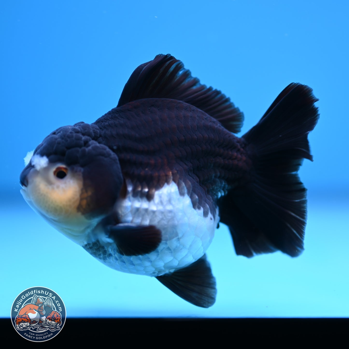 Panda YuanBao Oranda 3.5 inches Body - Male (241227_OR10) - Kaiju Goldfish USA