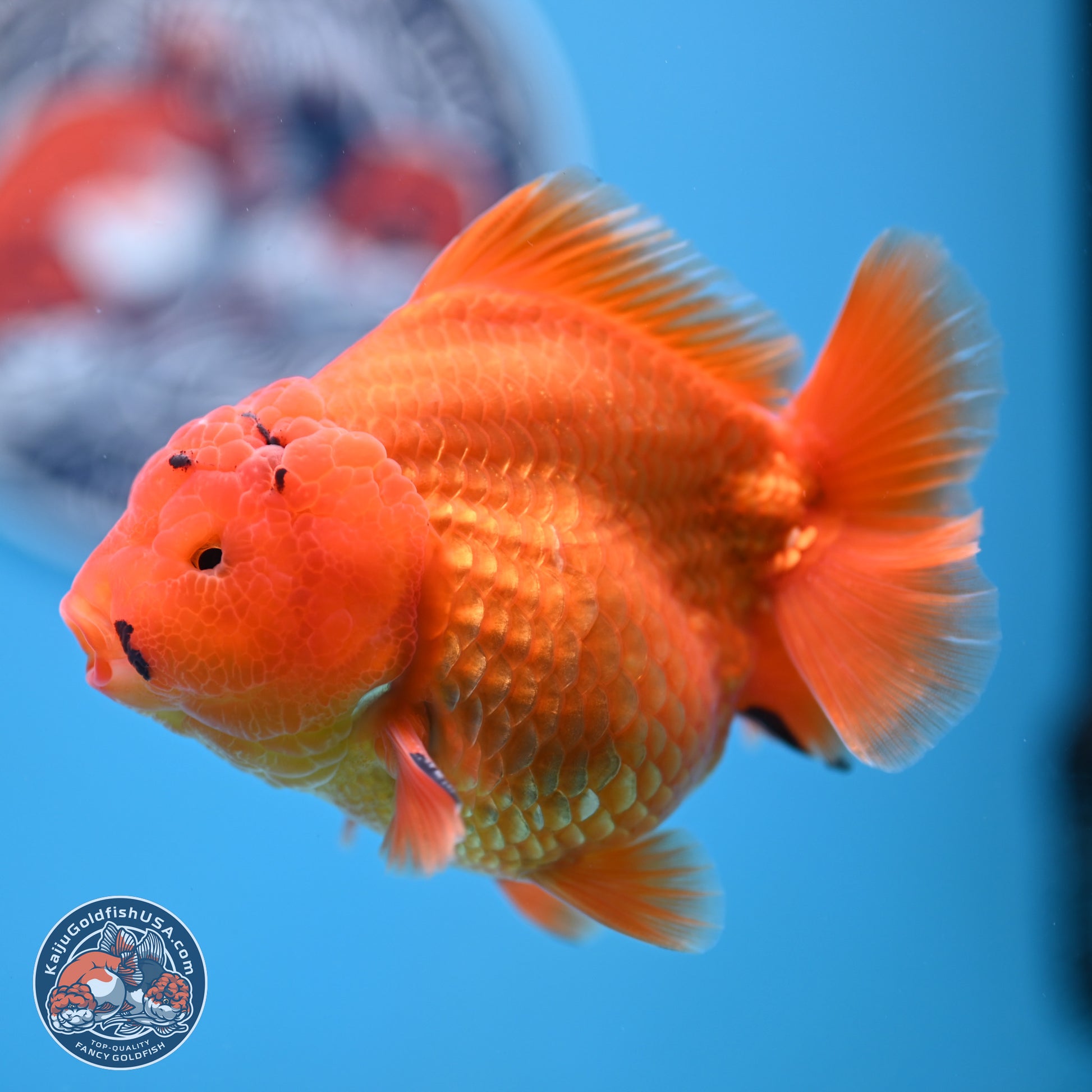 A Grade Shogun Classic Gold Short Tail Oranda 4-4.5 inches (240906_OR10) - Kaiju Goldfish USA