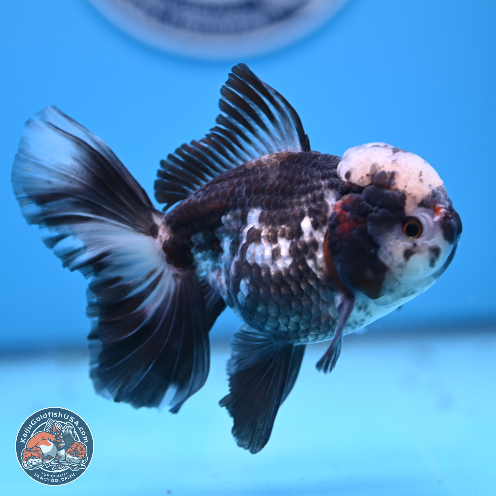 Panda Rose Tail Oranda 4.5 inches - Male (241206_OR10) - Kaiju Goldfish USA