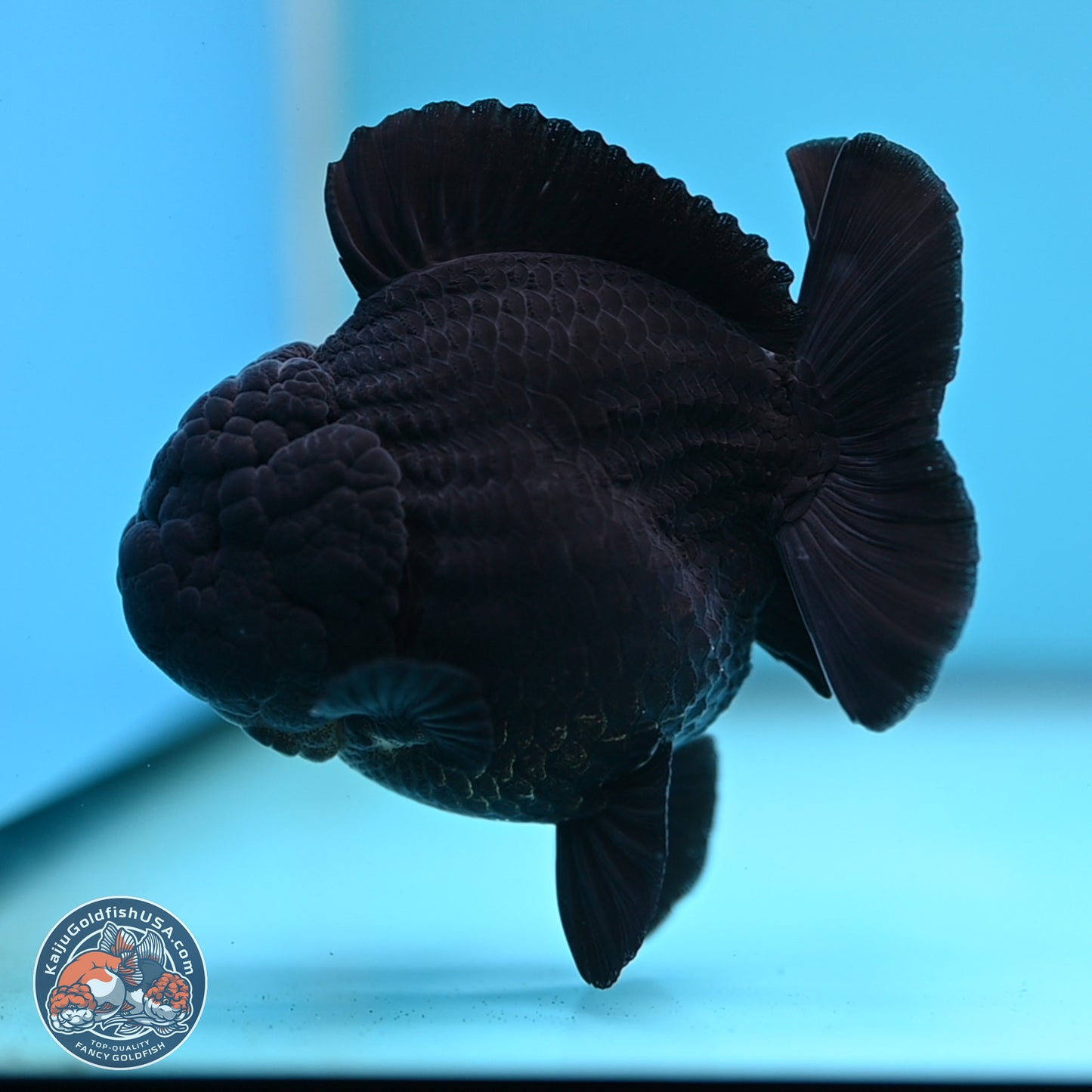 Shogun Jet Black Oranda 3.5 inches Body - Male (250207_OR10)