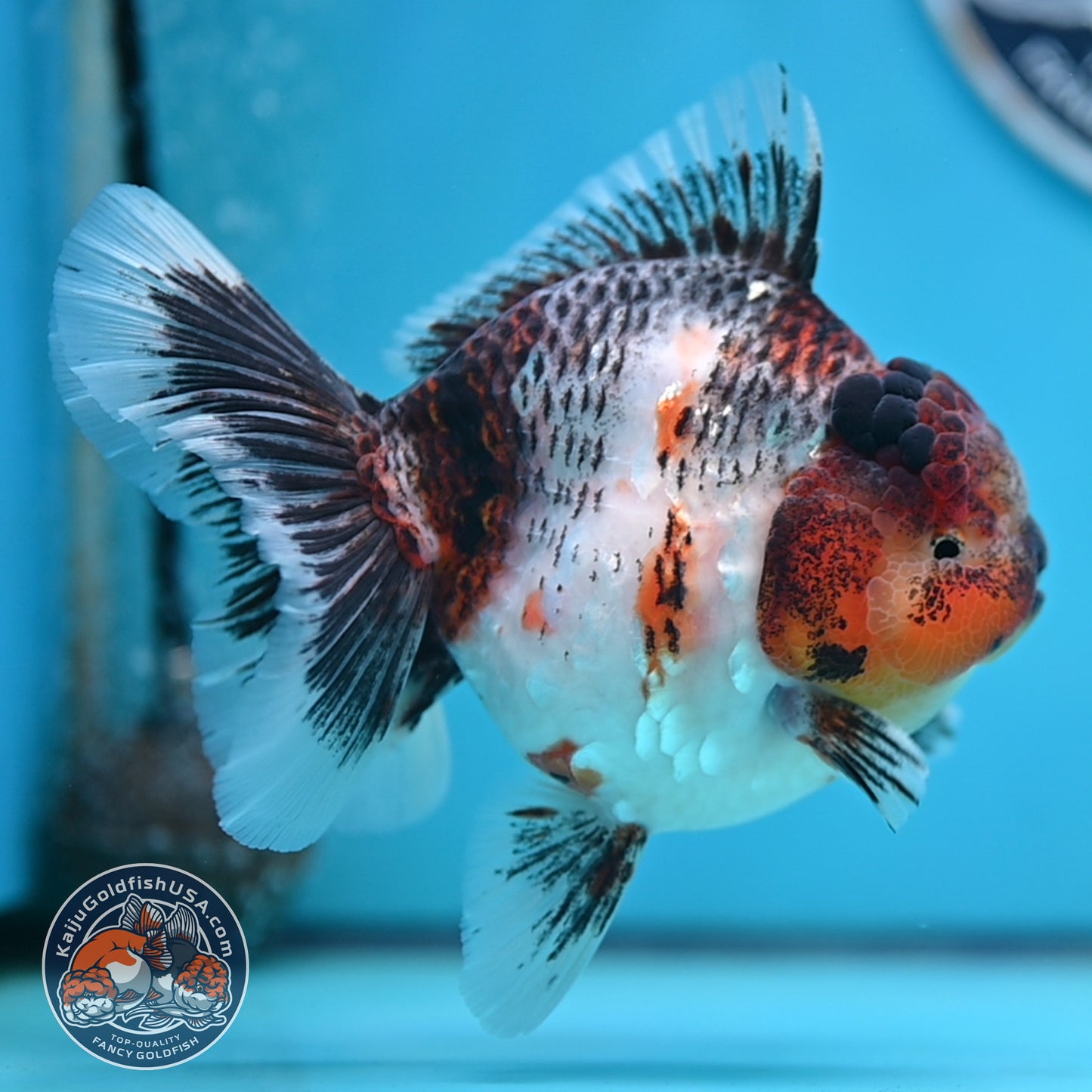 Grey Kirin Rose Tail Oranda 4 inches Body (250516_OR10)