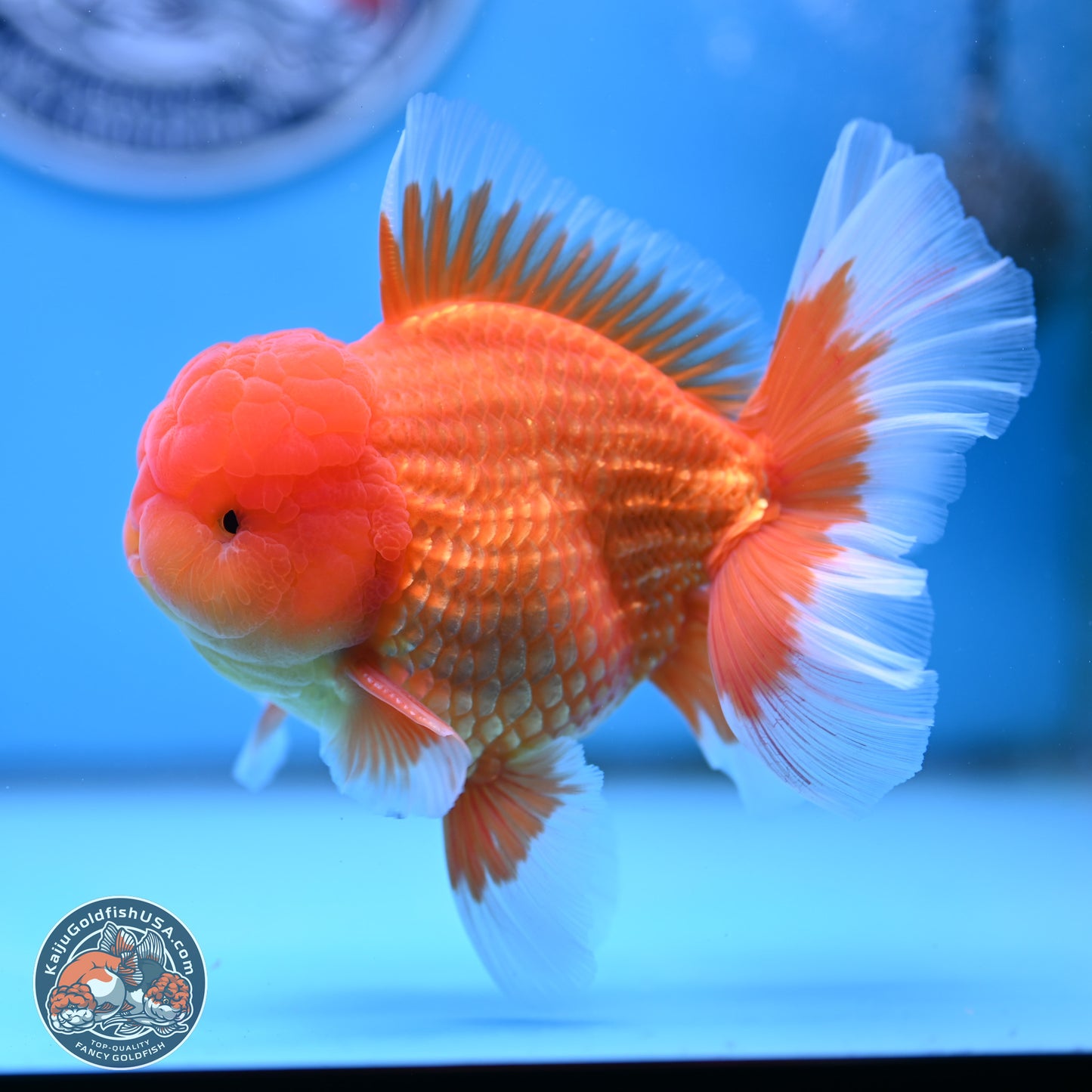 Classic Red Rose Tail Oranda 4 inches Body - Male (250404_OR10)